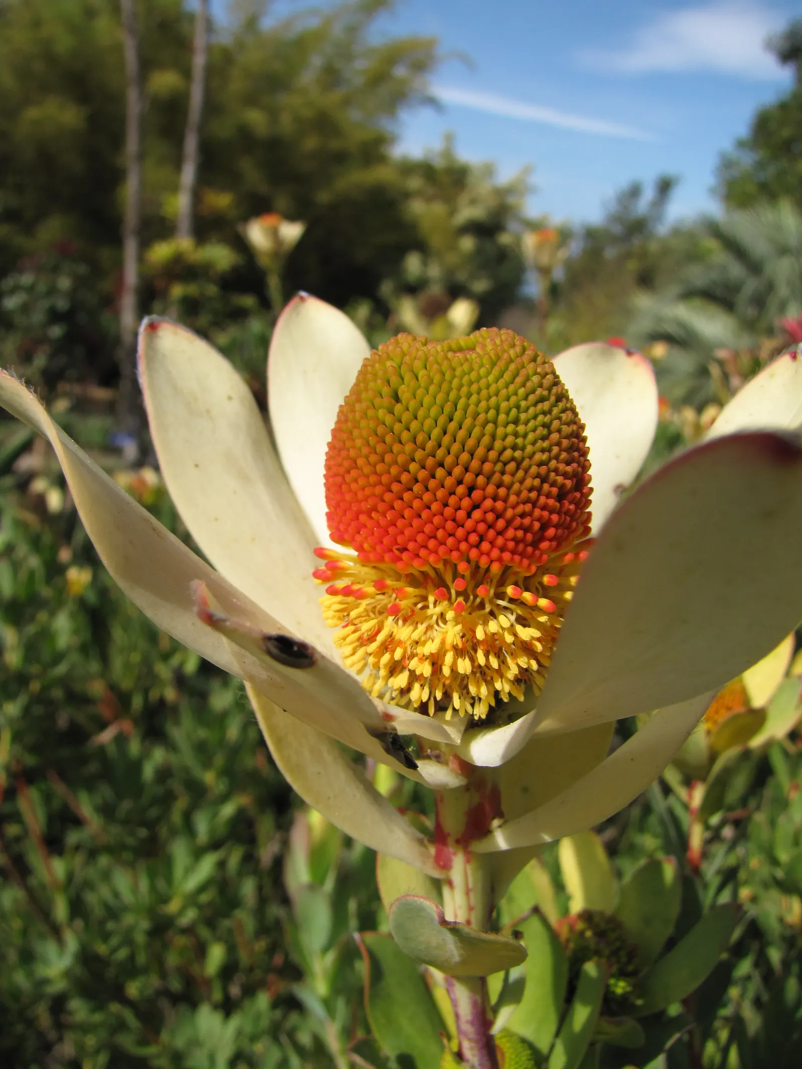 Pom Pom Conebush (Leucadendron Discolor 'Pom Pom') — Thriving in USDA zones 9-11, it prefers full sun and well-drained soil; shrub for full