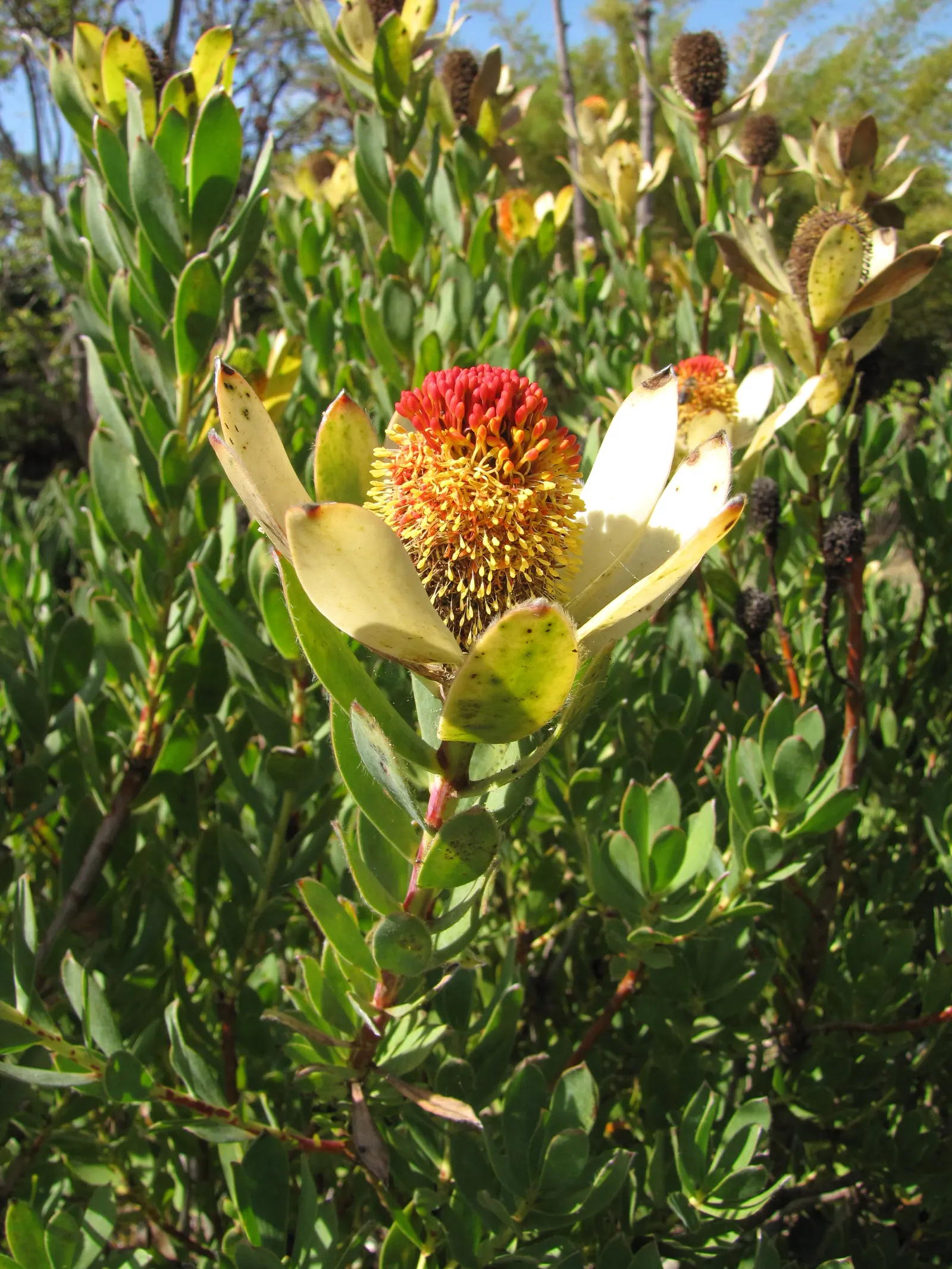 Pom Pom Conebush (Leucadendron Discolor 'Pom Pom') — This conebush requires minimal pruning and is pest-resistant; 'Pom Pom' requires both male and female