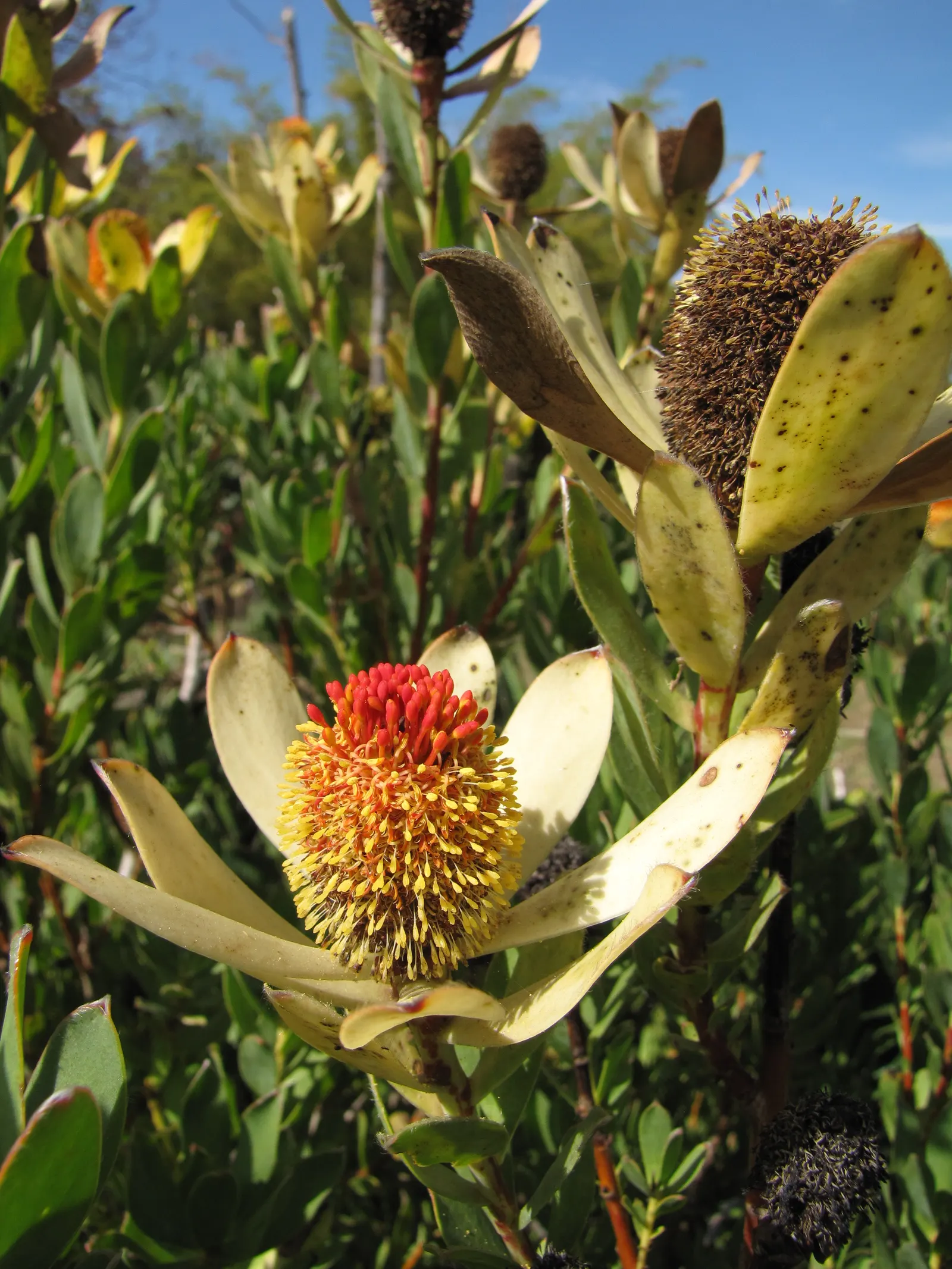 Pom Pom Conebush (Leucadendron Discolor 'Pom Pom') — Thriving in USDA zones 9-11, it prefers full sun and well-drained soil