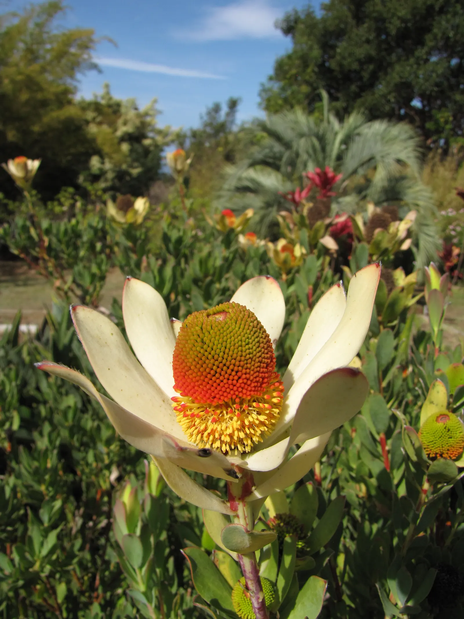 Pom Pom Conebush (Leucadendron Discolor 'Pom Pom') — gold and multi-colored and red flowers in the garden