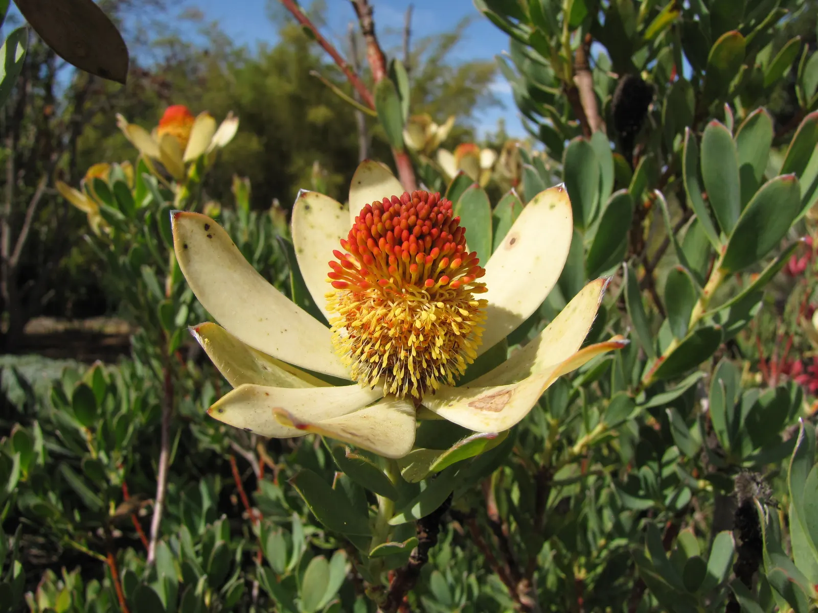 Pom Pom Conebush (Leucadendron Discolor 'Pom Pom') — The plant forms a compact