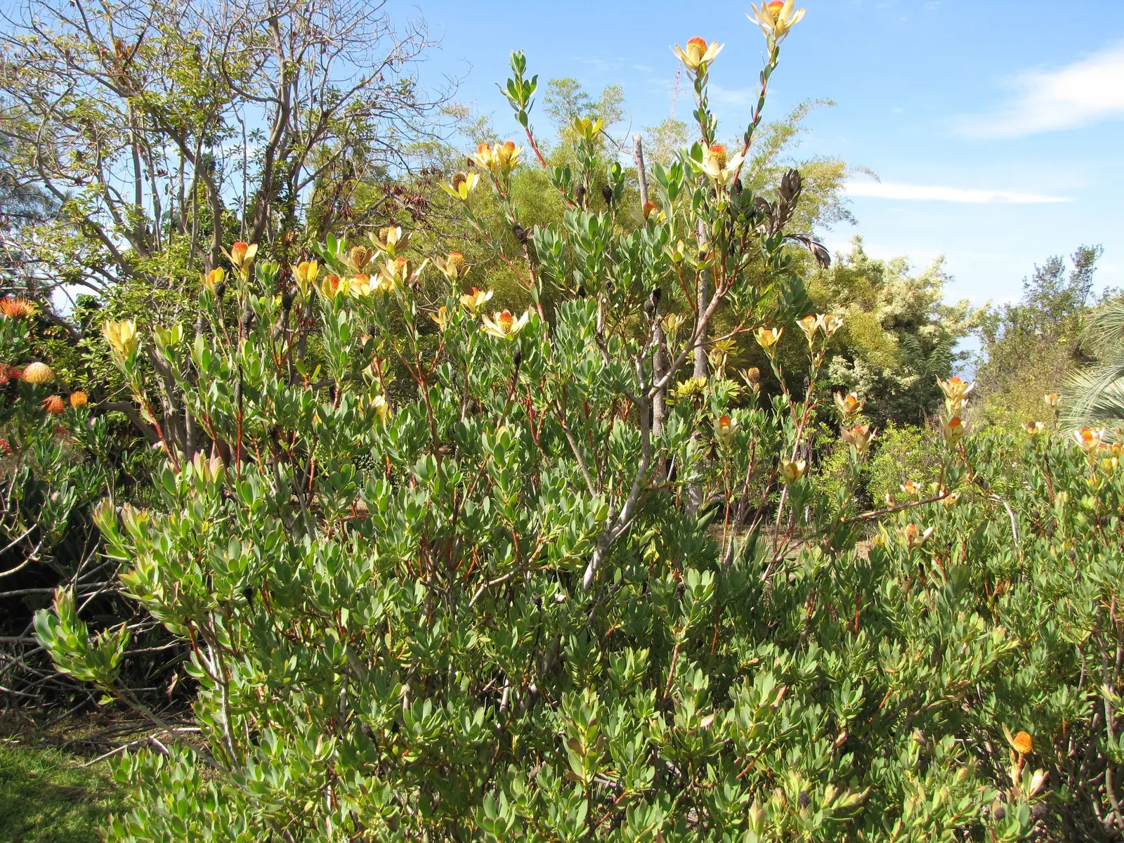 Pom Pom Conebush (Leucadendron Discolor 'Pom Pom') — The Leucadendron discolor 'Pom Pom' is an eye-catching