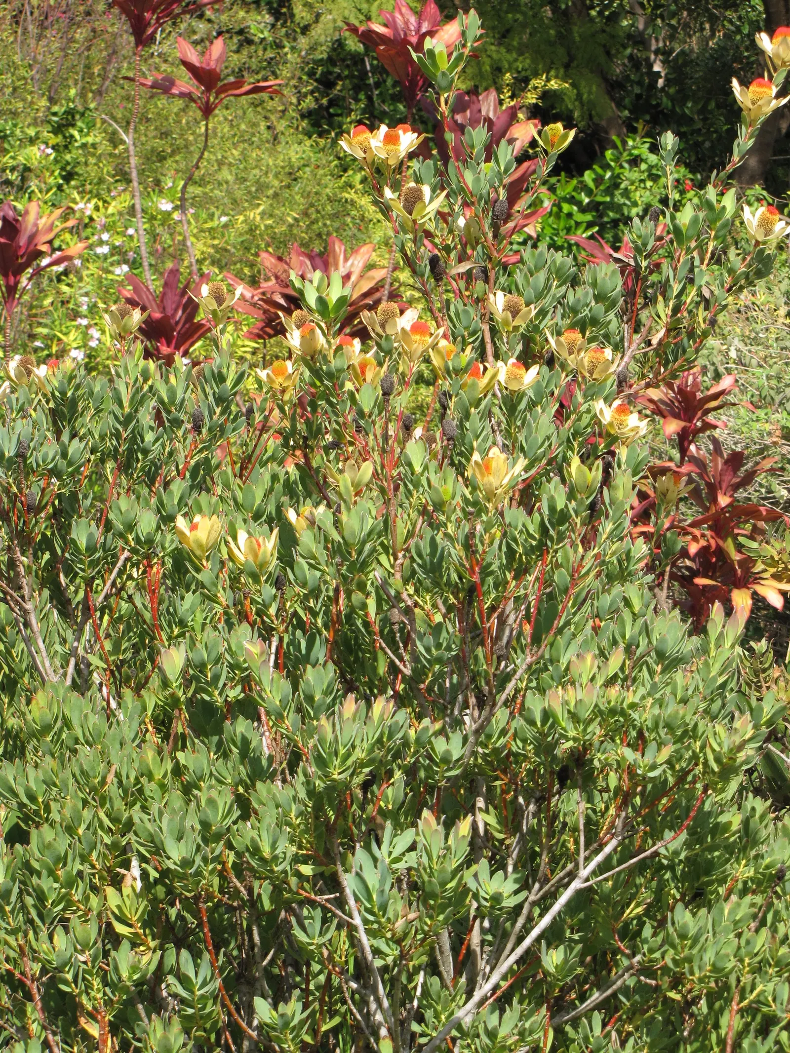 Pom Pom Conebush (Leucadendron Discolor 'Pom Pom') — The foliage presents a dazzling display of silvery-grey leaves with reverse sides showcasing a rich