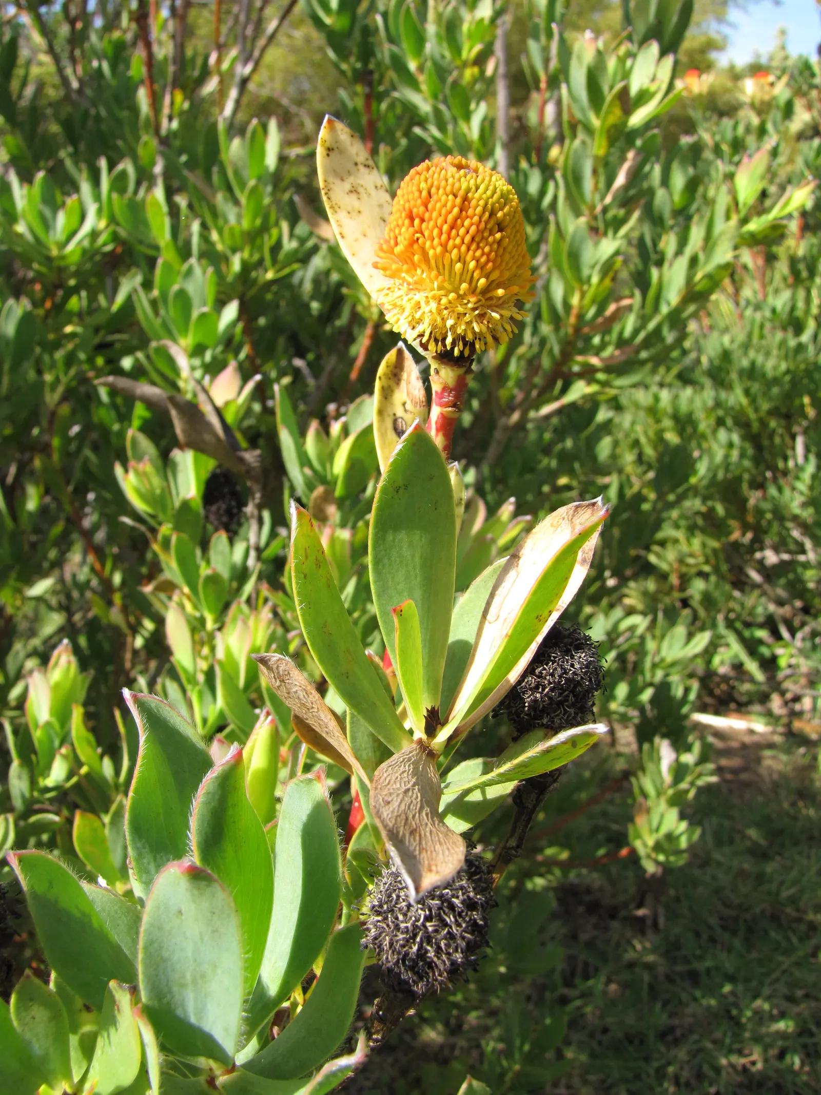 Pom Pom Conebush (Leucadendron Discolor 'Pom Pom') — giving a pronounced two-toned effect that provides year-round interest.<br><br>As a dioecious plant