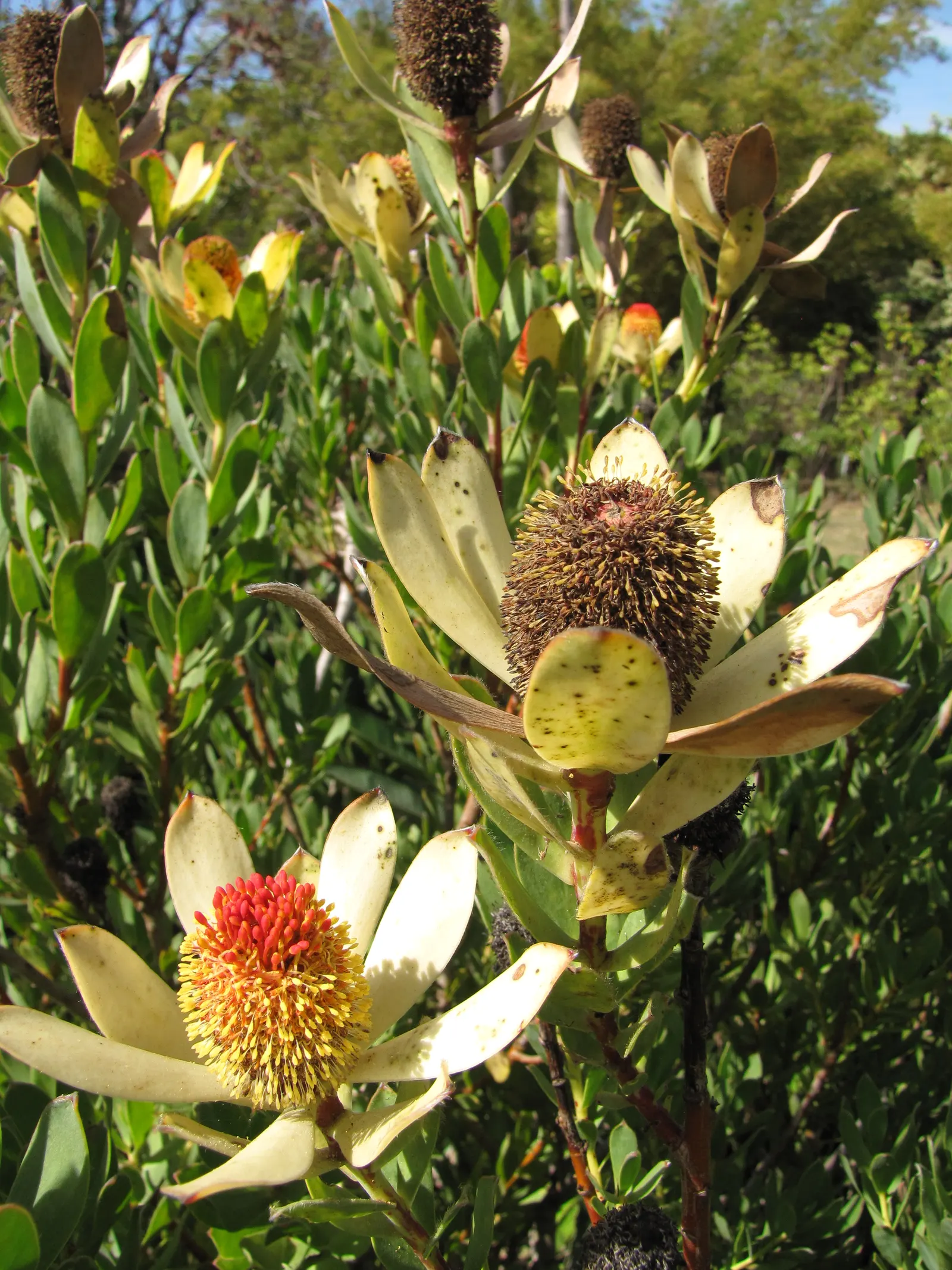 Pom Pom Conebush (Leucadendron Discolor 'Pom Pom') — This conebush requires minimal pruning and is pest-resistant