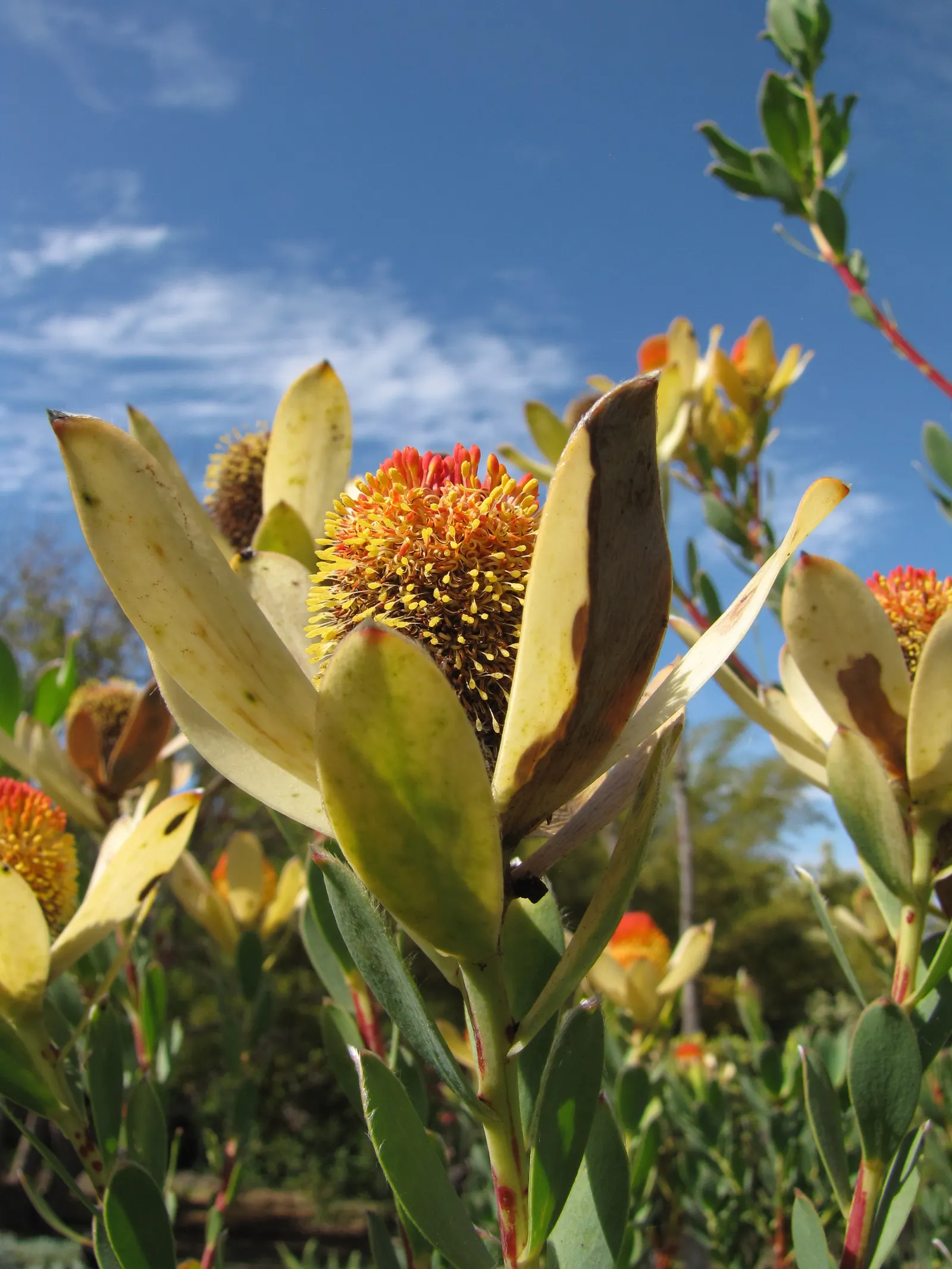 Pom Pom Conebush (Leucadendron Discolor 'Pom Pom') — The Leucadendron discolor 'Pom Pom' is an eye-catching; thriving in USDA zones 9-11, it prefers full sun
