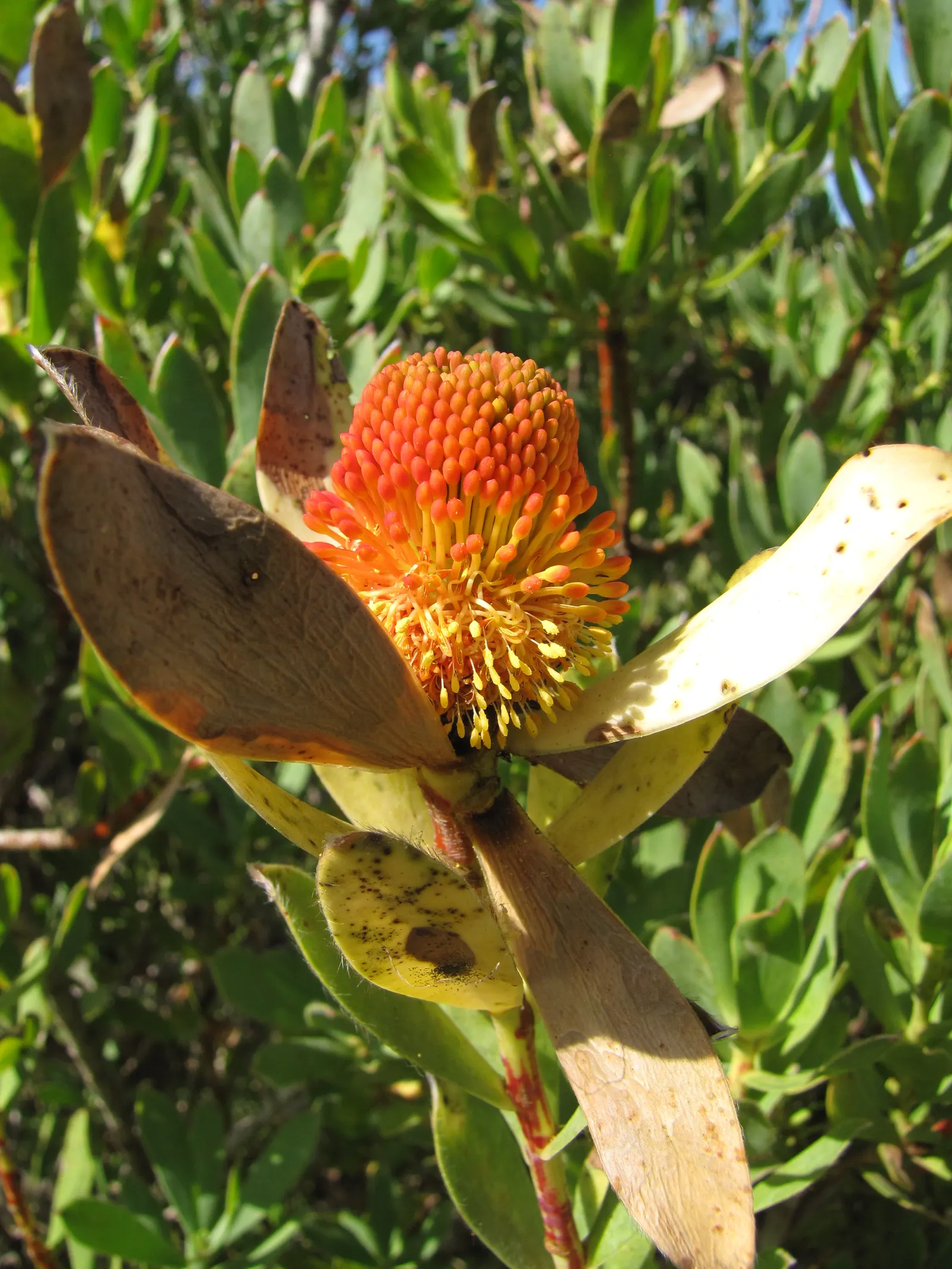 Pom Pom Conebush (Leucadendron Discolor 'Pom Pom') — shrub with gold and multi-colored and red blooms