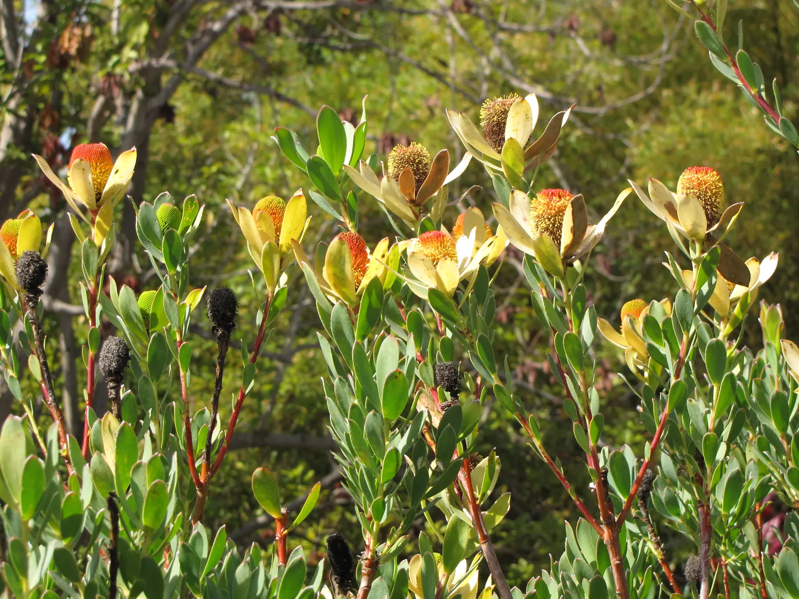 Pom Pom Conebush (Leucadendron Discolor 'Pom Pom') — enhancing its appeal for both designers and clients; especially when paired with other drought-tolerant