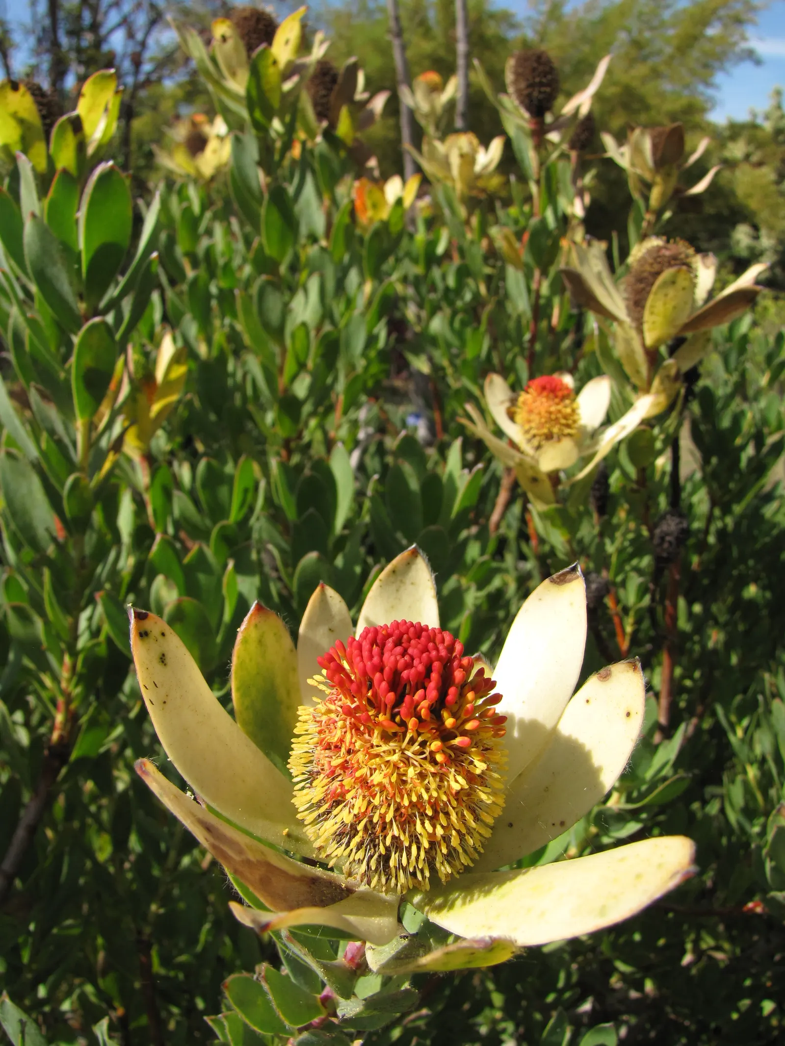 Pom Pom Conebush (Leucadendron Discolor 'Pom Pom') — commonly known as Pom Pom Conebush