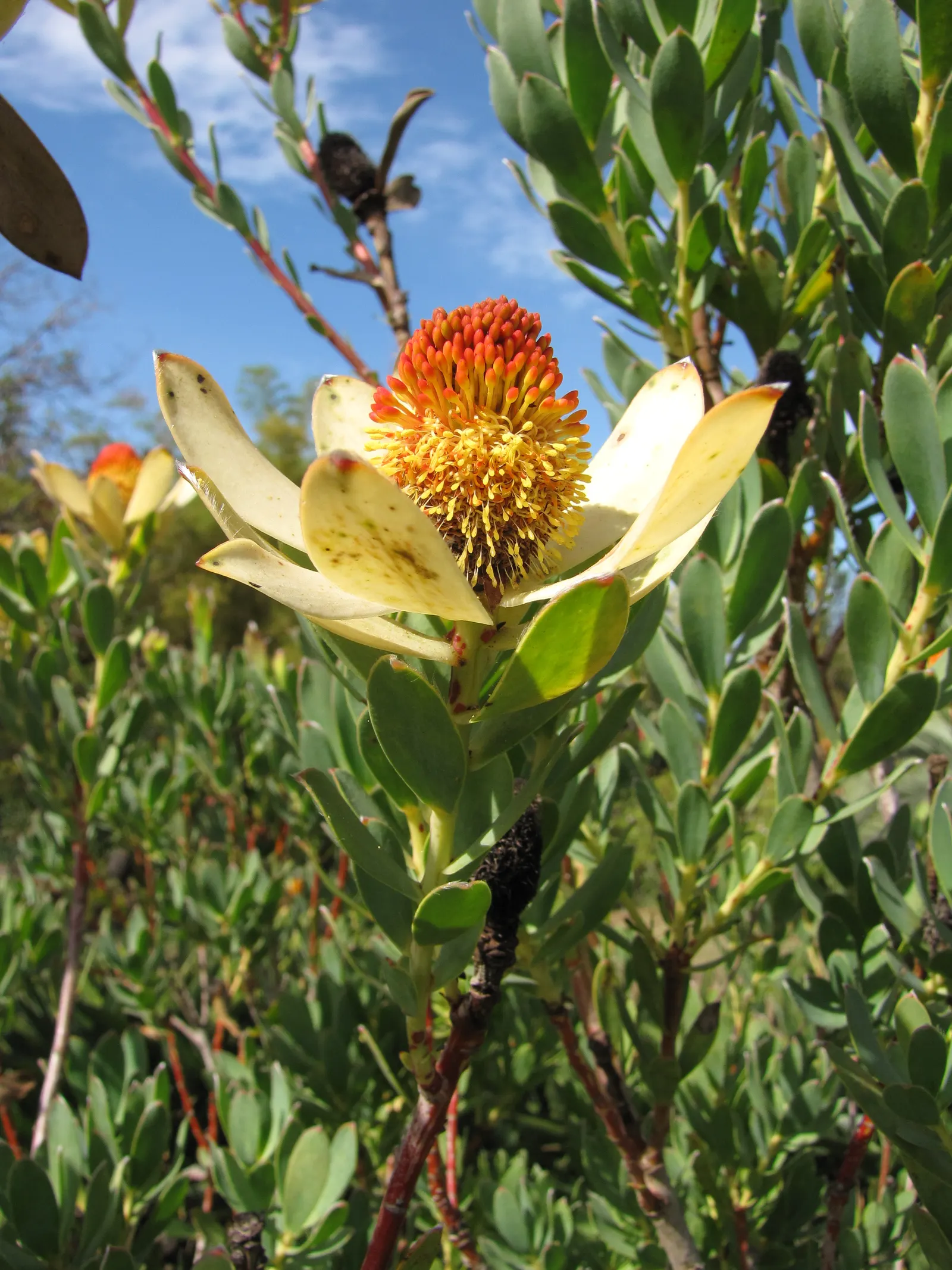 Pom Pom Conebush (Leucadendron Discolor 'Pom Pom') — The plant forms a compact; yellow pom-pom-like flower heads surrounded by colorful bracts