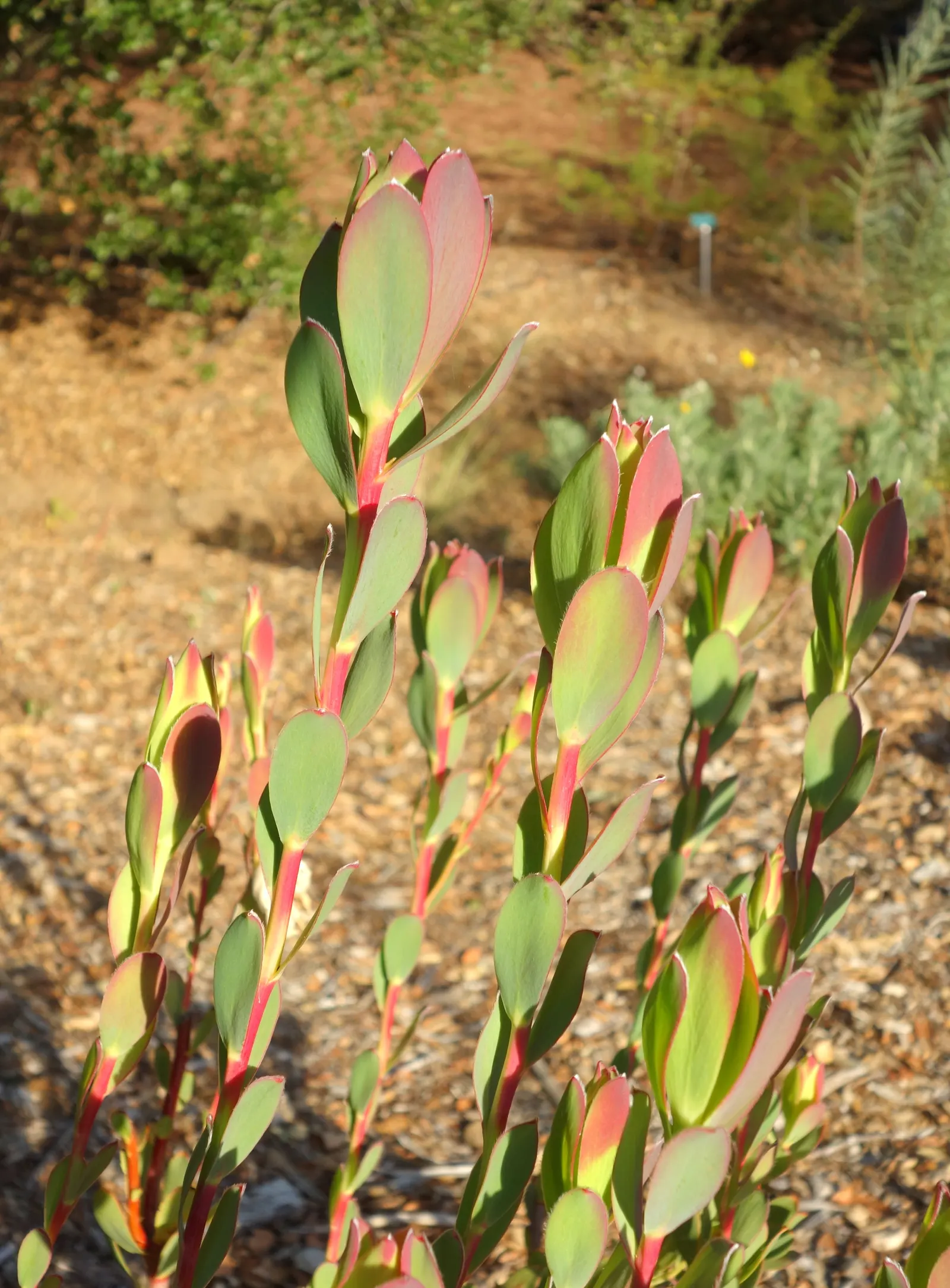 Pom Pom Conebush (Leucadendron Discolor 'Pom Pom') — During late winter to spring