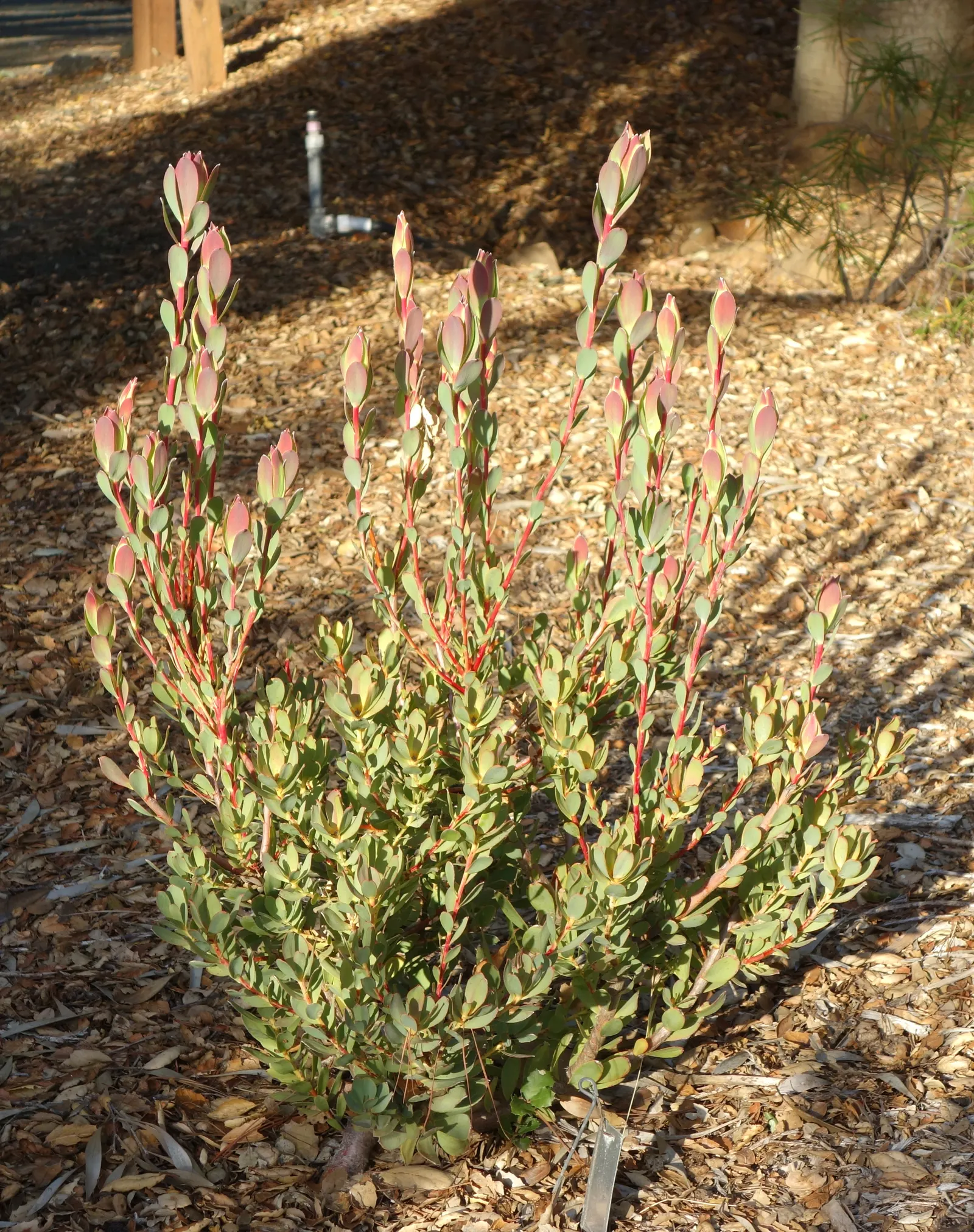 Pom Pom Conebush (Leucadendron Discolor 'Pom Pom') — consider its visual impact throughout the seasons