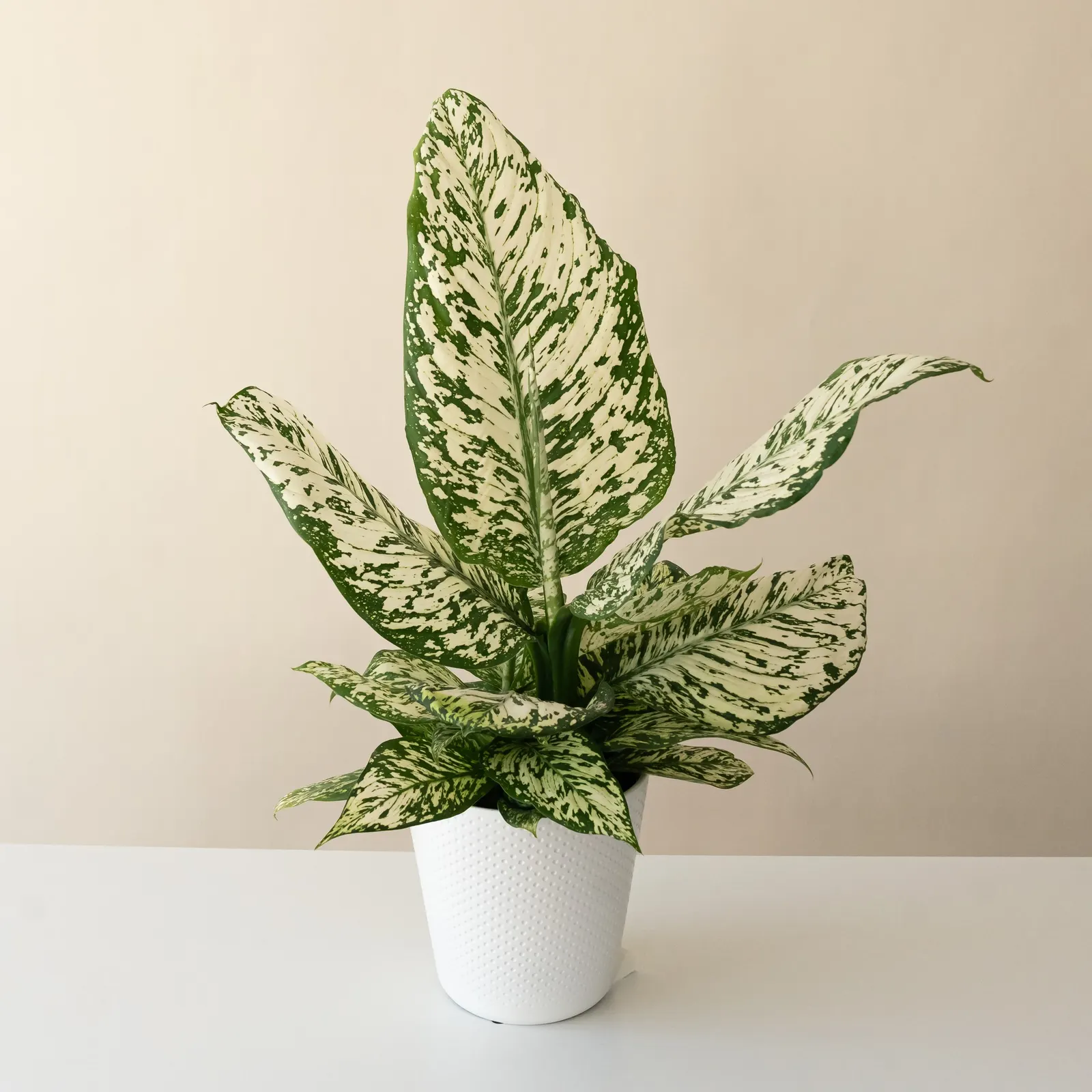 White Blizzard Dumb Cane (Dieffenbachia hybrid) — Proven Winners - Catamount™ White Blizzard - Dumb Cane - Dieffenbachia hybrid plant details