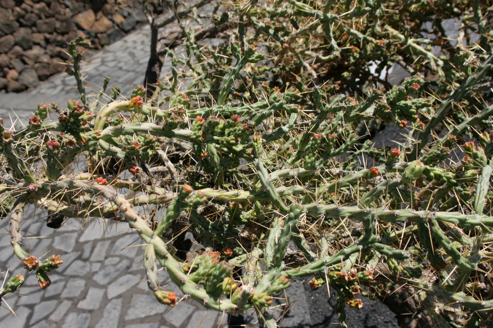 Diamond Cholla (Cylindropuntia Ramosissima) — the Diamond Cholla blooms with yellow or greenish-yellow flowers