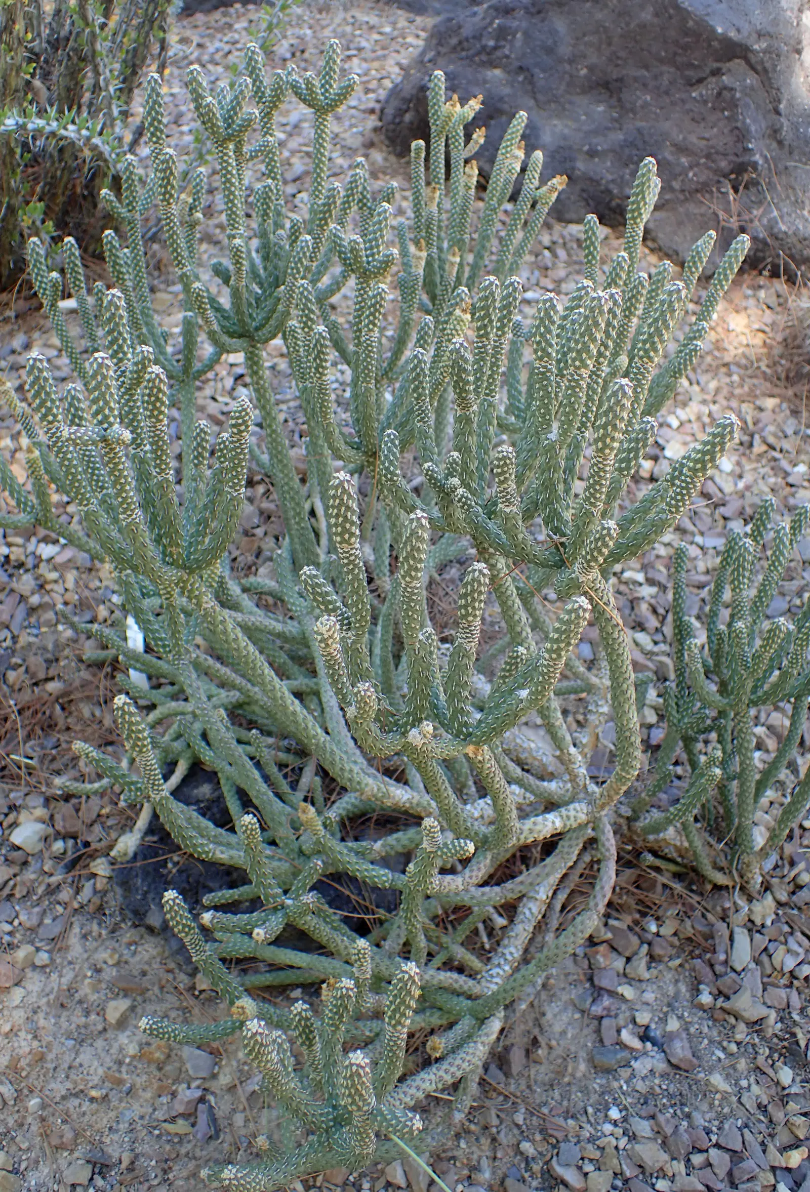 Diamond Cholla (Cylindropuntia Ramosissima) — Thriving in USDA zones 9-11, it grows 3 to 5 feet tall and spreads 2 to 4 feet wide; the branches are covered in