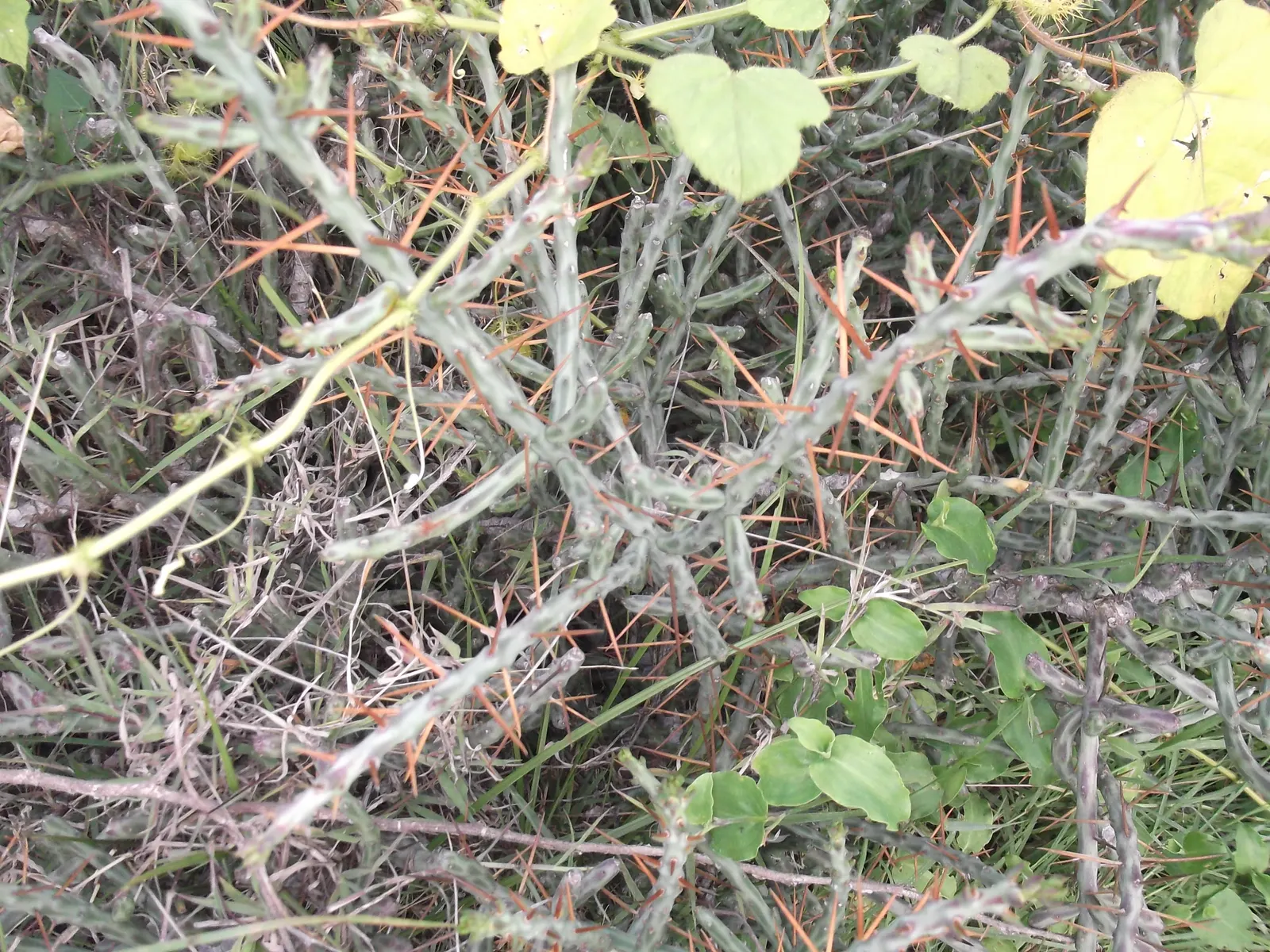 Diamond Cholla (Cylindropuntia Ramosissima) — Thriving in USDA zones 9-11, it grows 3 to 5 feet tall and spreads 2 to 4 feet wide