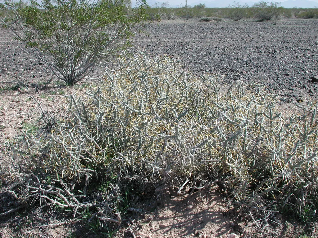 Diamond Cholla (Cylindropuntia Ramosissima) — the Diamond Cholla is characterized by its slender