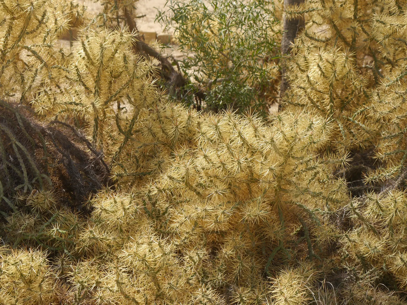 Diamond Cholla (Cylindropuntia Ramosissima) — The branches are covered in areoles with spines that can reach up to an inch in length; their reflective