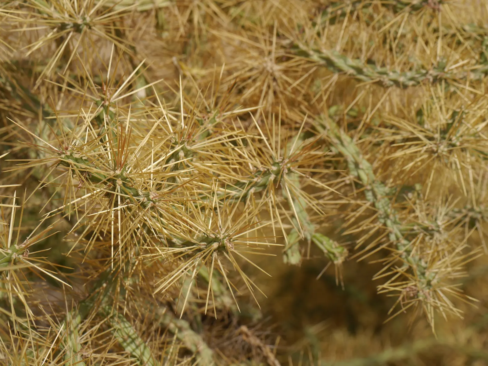 Diamond Cholla (Cylindropuntia Ramosissima) — Preferring full sun and well-draining soil
