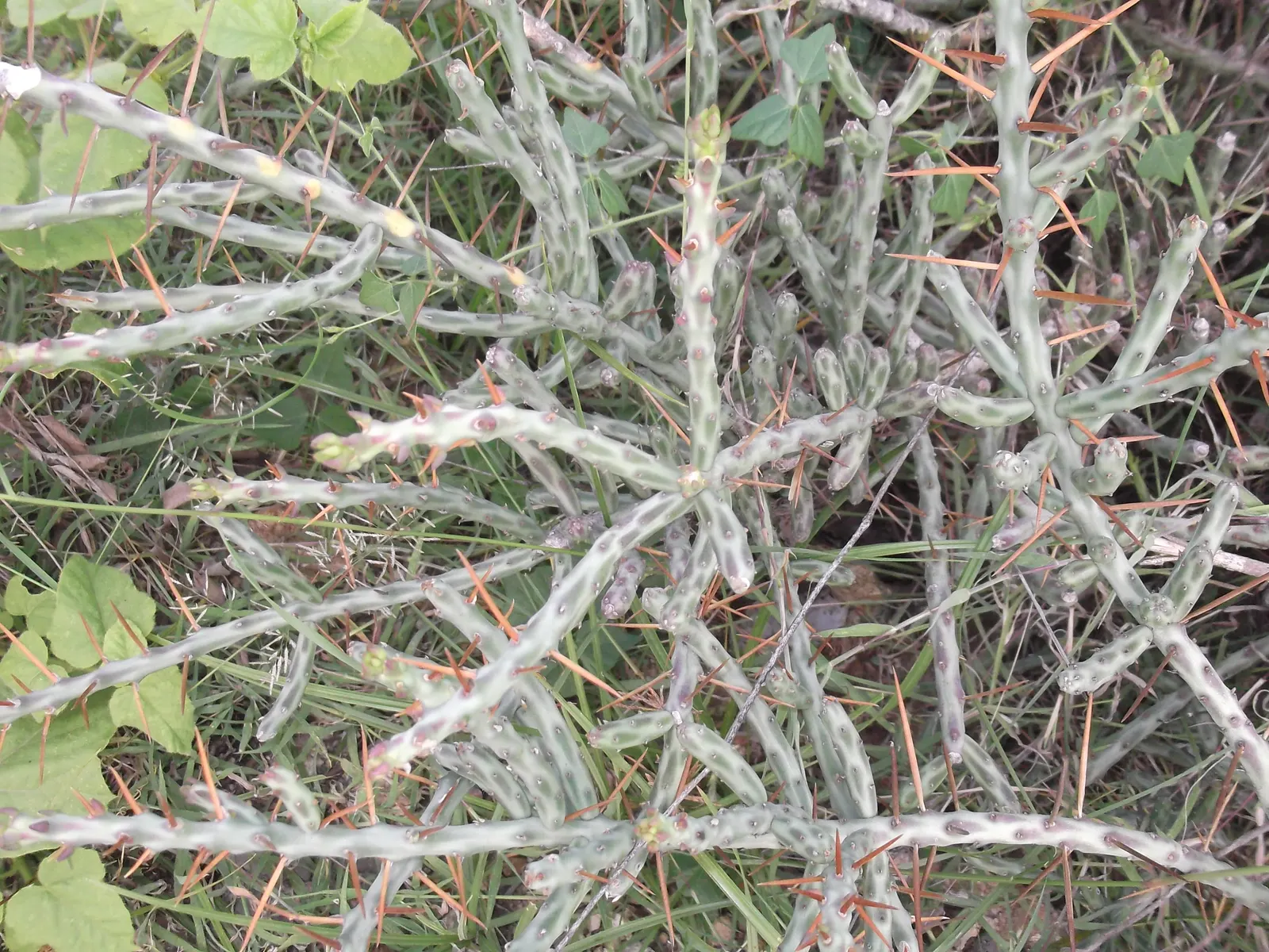 Diamond Cholla (Cylindropuntia Ramosissima) — it produces reddish-brown fruit