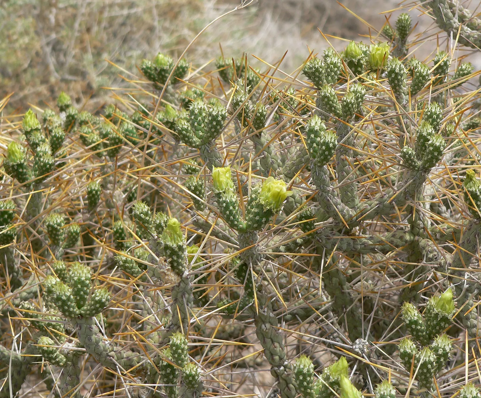 Diamond Cholla (Cylindropuntia Ramosissima) — With proper placement, the Diamond Cholla can be a stunning, low-maintenance focal point in any desert garden
