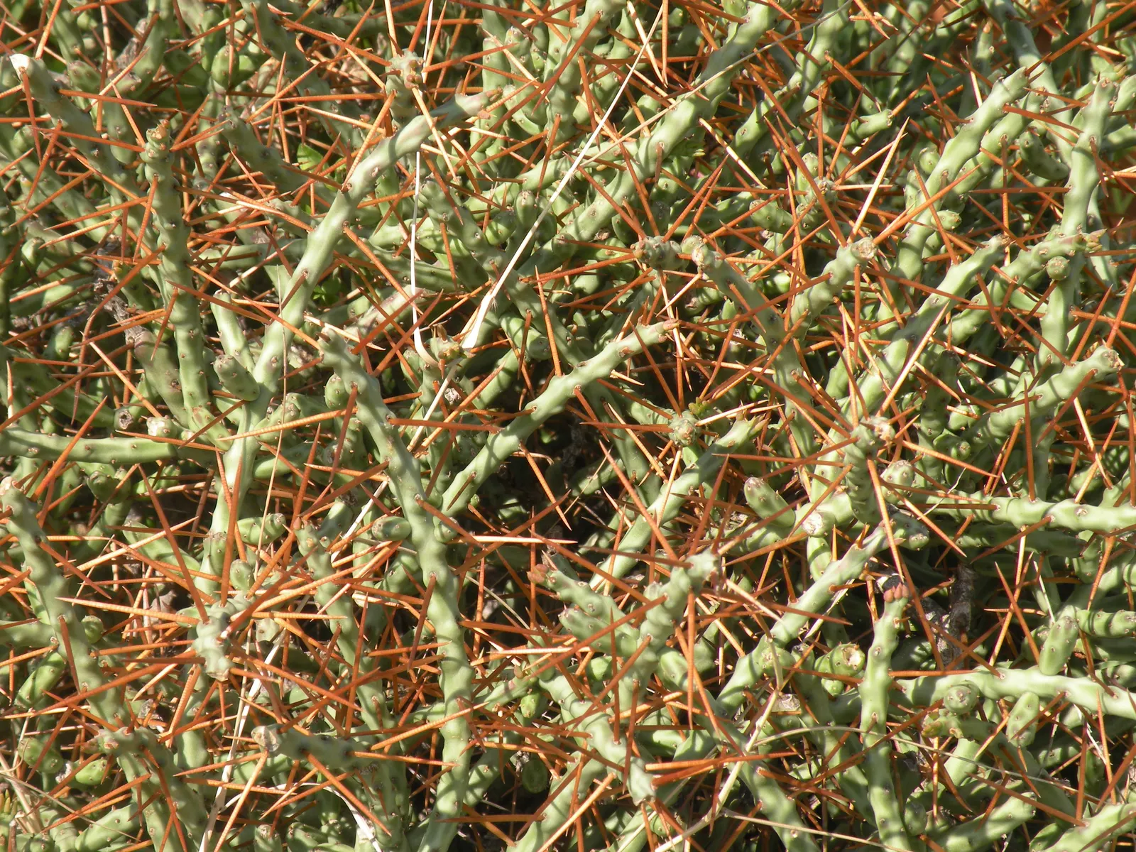 Diamond Cholla (Cylindropuntia Ramosissima) — The Diamond Cholla (Cylindropuntia ramosissima) dazzles with its diamond-shaped tubercles
