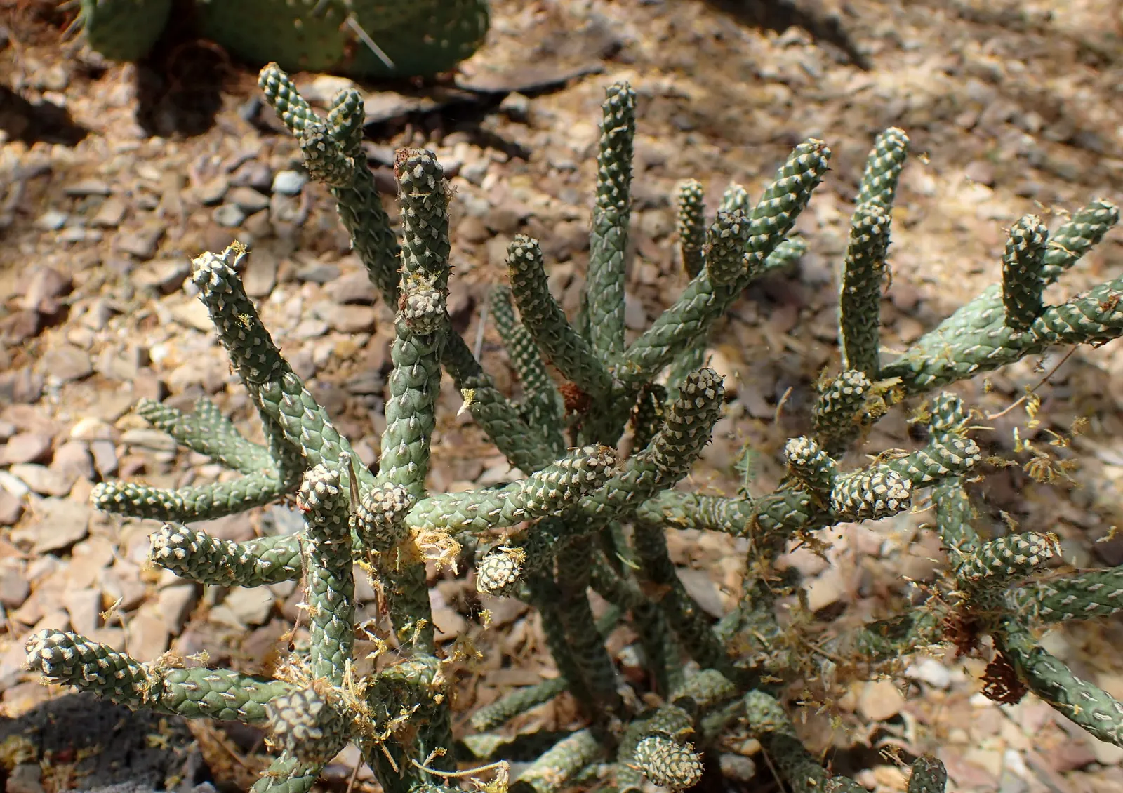 Diamond Cholla (Cylindropuntia Ramosissima) — this drought-tolerant plant adds an exotic texture and year-round interest to arid landscapes; scientifically