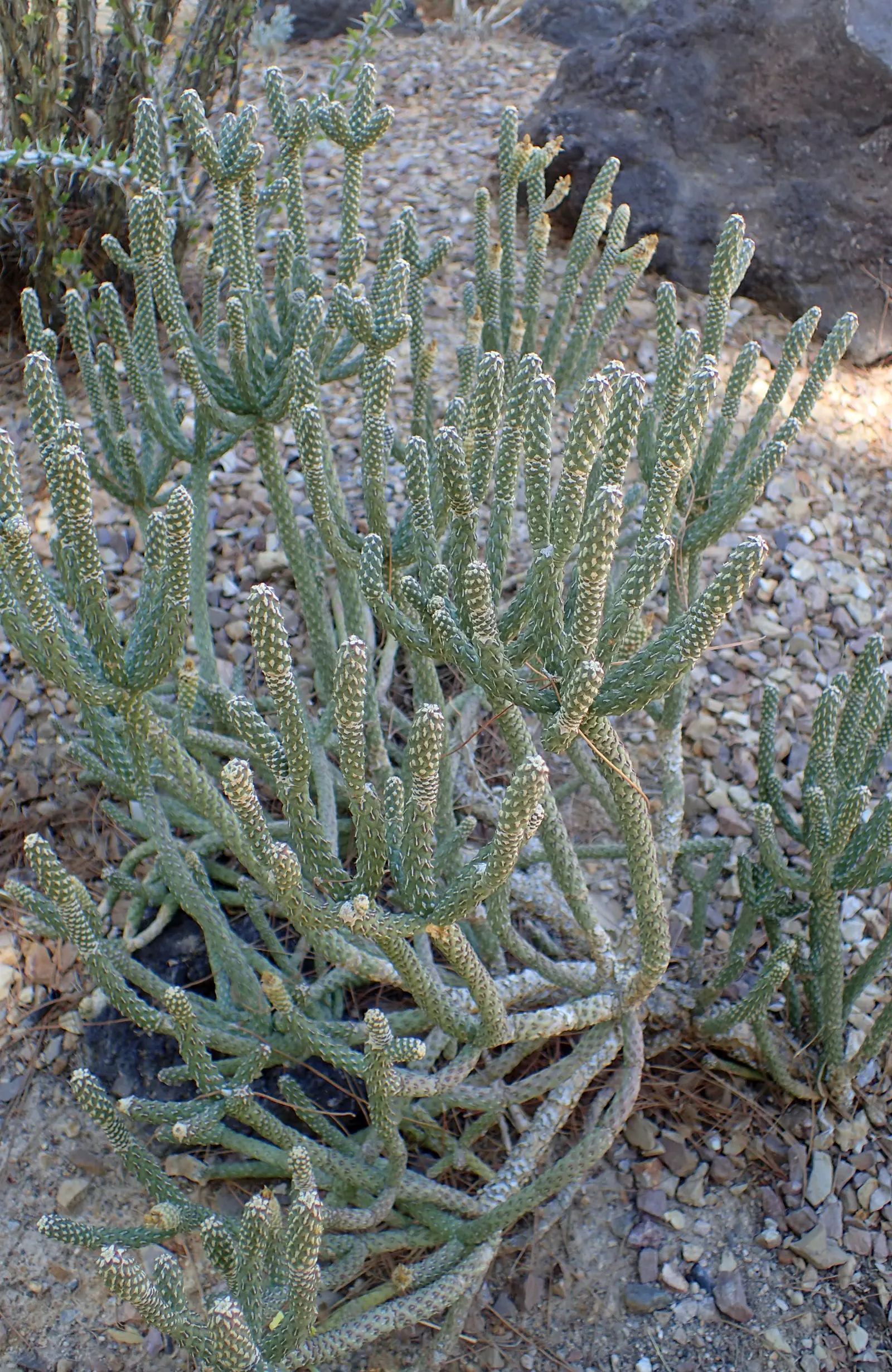 Diamond Cholla (Cylindropuntia Ramosissima) — Needle-like golden spines densely cover the slender, greenish-gray branches, giving a scintillating effect; it's