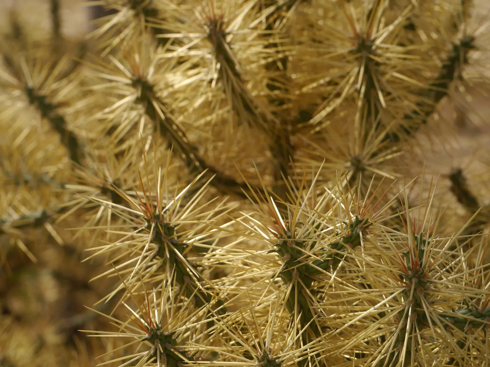 Diamond Cholla (Cylindropuntia Ramosissima) — scientifically known as Cylindropuntia ramosissima