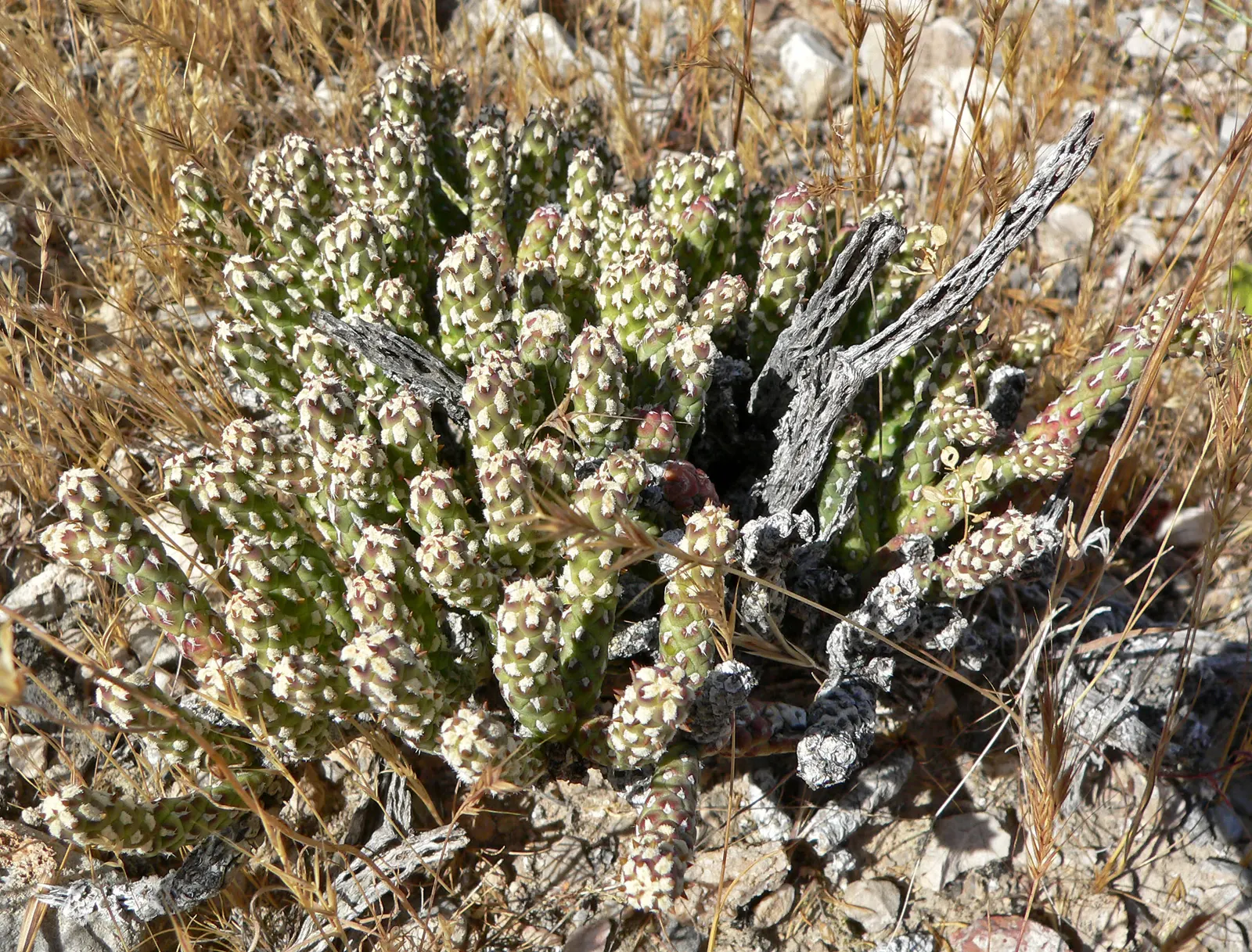 Diamond Cholla (Cylindropuntia Ramosissima) — orange and yellow flowers in the garden