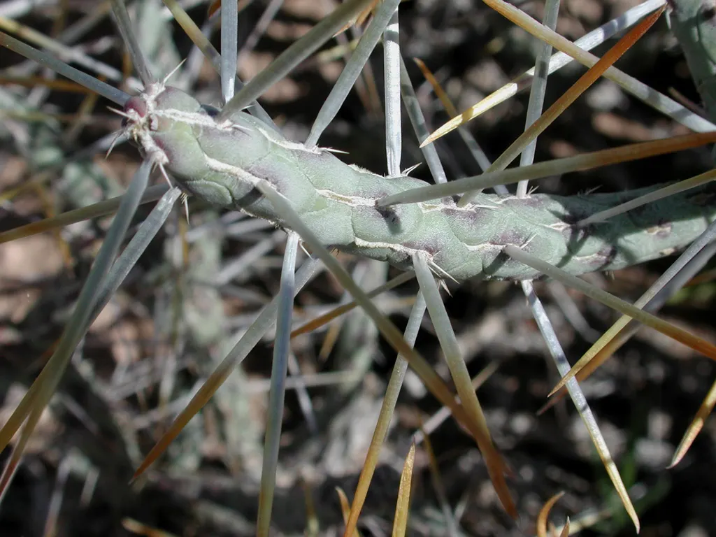 Diamond Cholla (Cylindropuntia Ramosissima) — Keep clear of walkways due to sharp spines