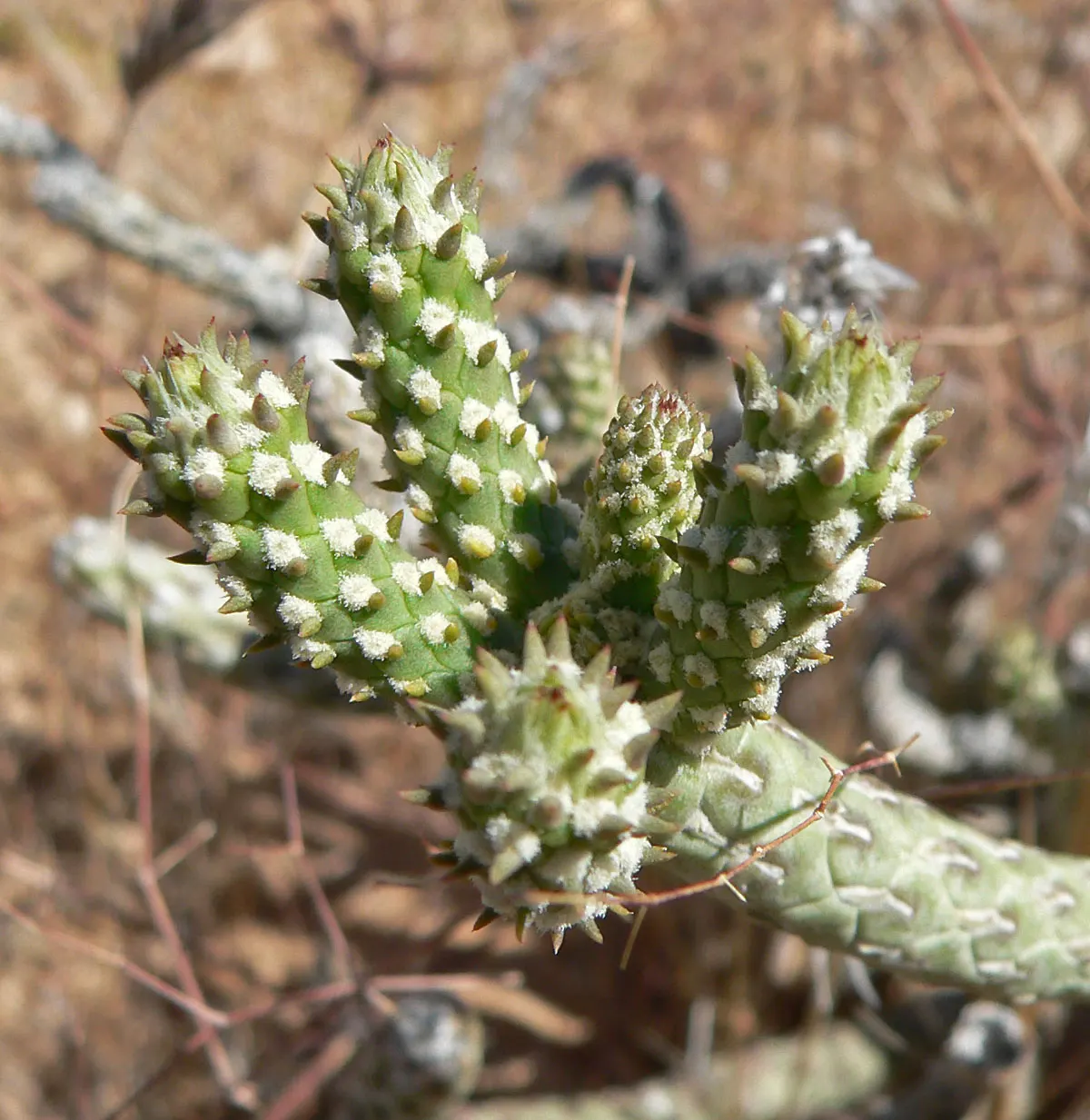 Diamond Cholla (Cylindropuntia Ramosissima) — which persists on the plant