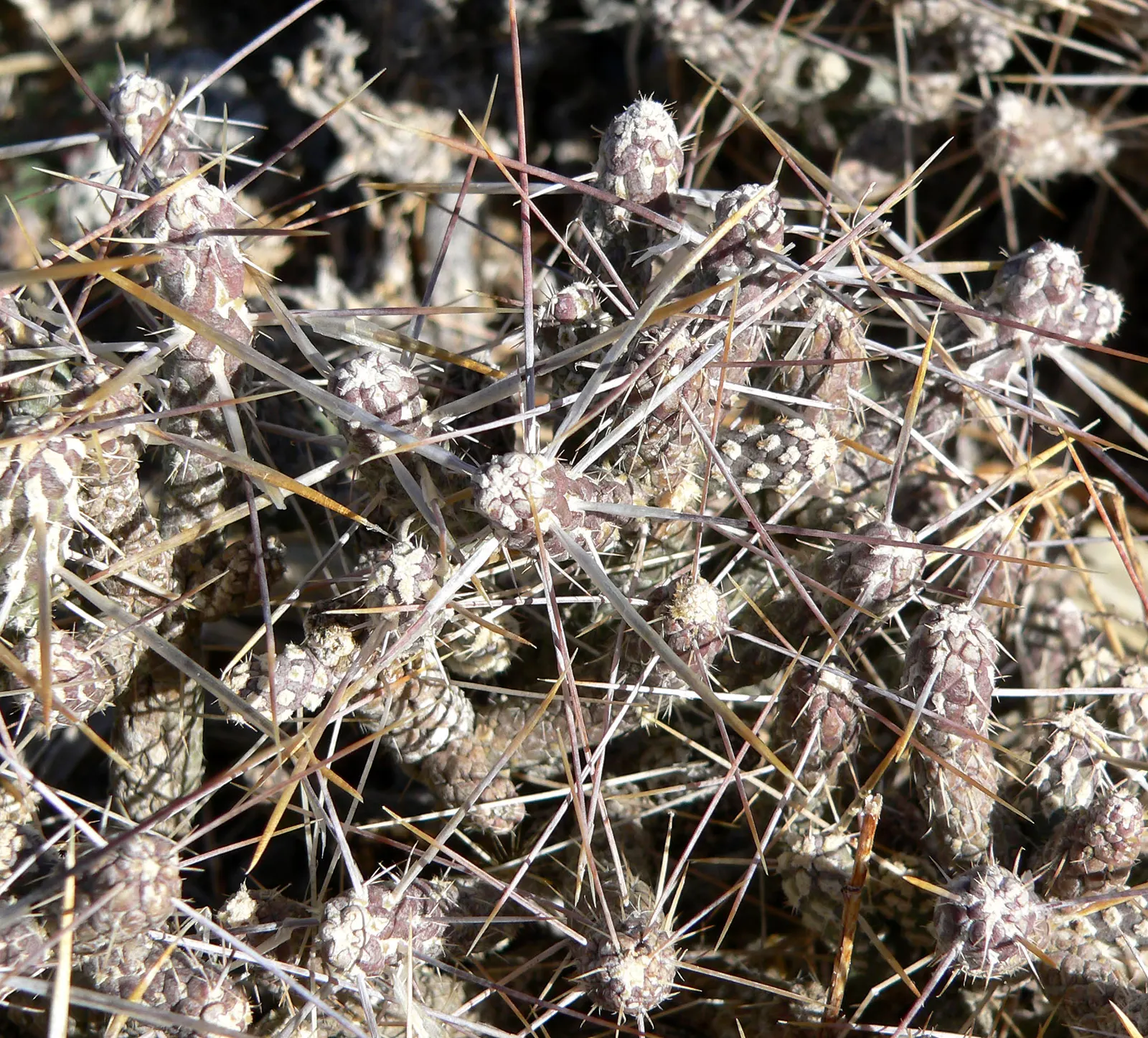 Diamond Cholla (Cylindropuntia Ramosissima) — It thrives in USDA zones 9-11 and is extremely drought-tolerant