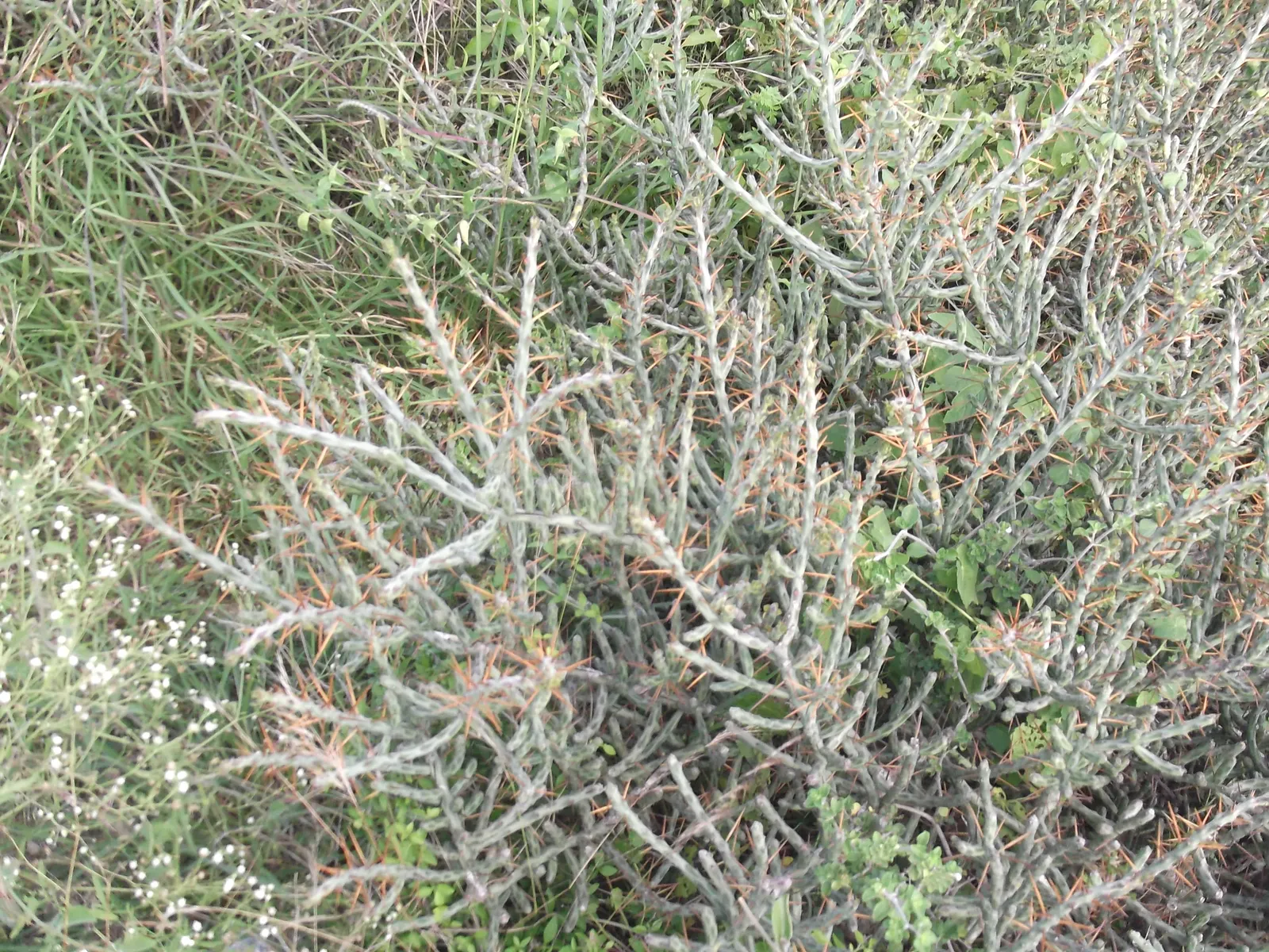 Diamond Cholla (Cylindropuntia Ramosissima) — it's important to place the Diamond Cholla in an area with full sun exposure and well-draining soil