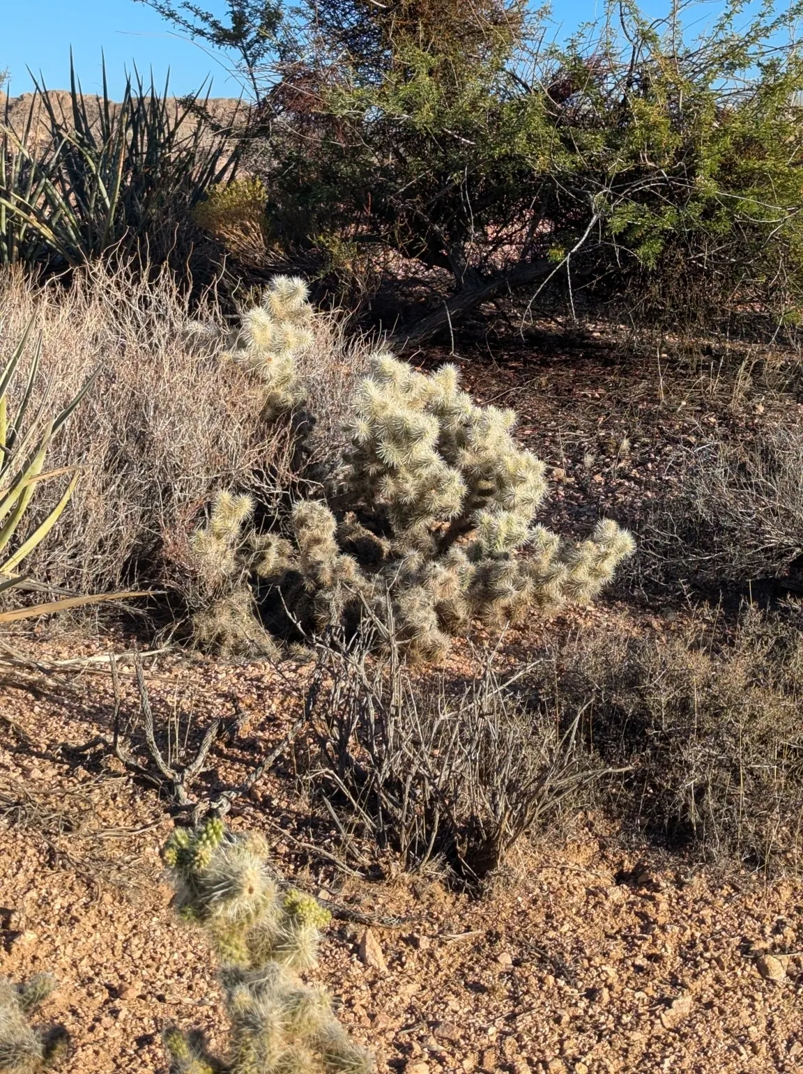 Diamond Cholla (Cylindropuntia Ramosissima) — These blossoms add a pop of color to the plant's otherwise muted palette