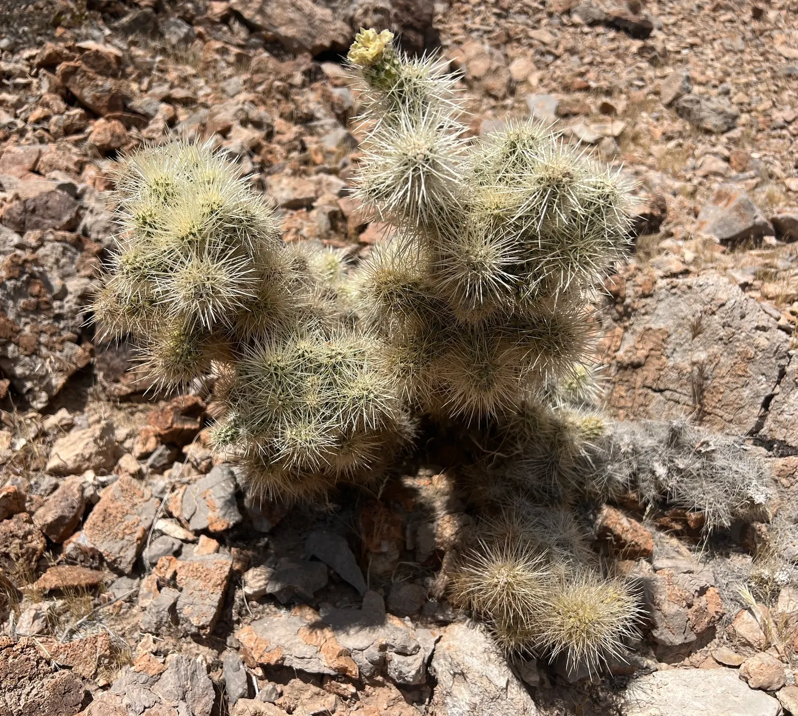 Diamond Cholla (Cylindropuntia Ramosissima) — requiring minimal supplemental watering once established