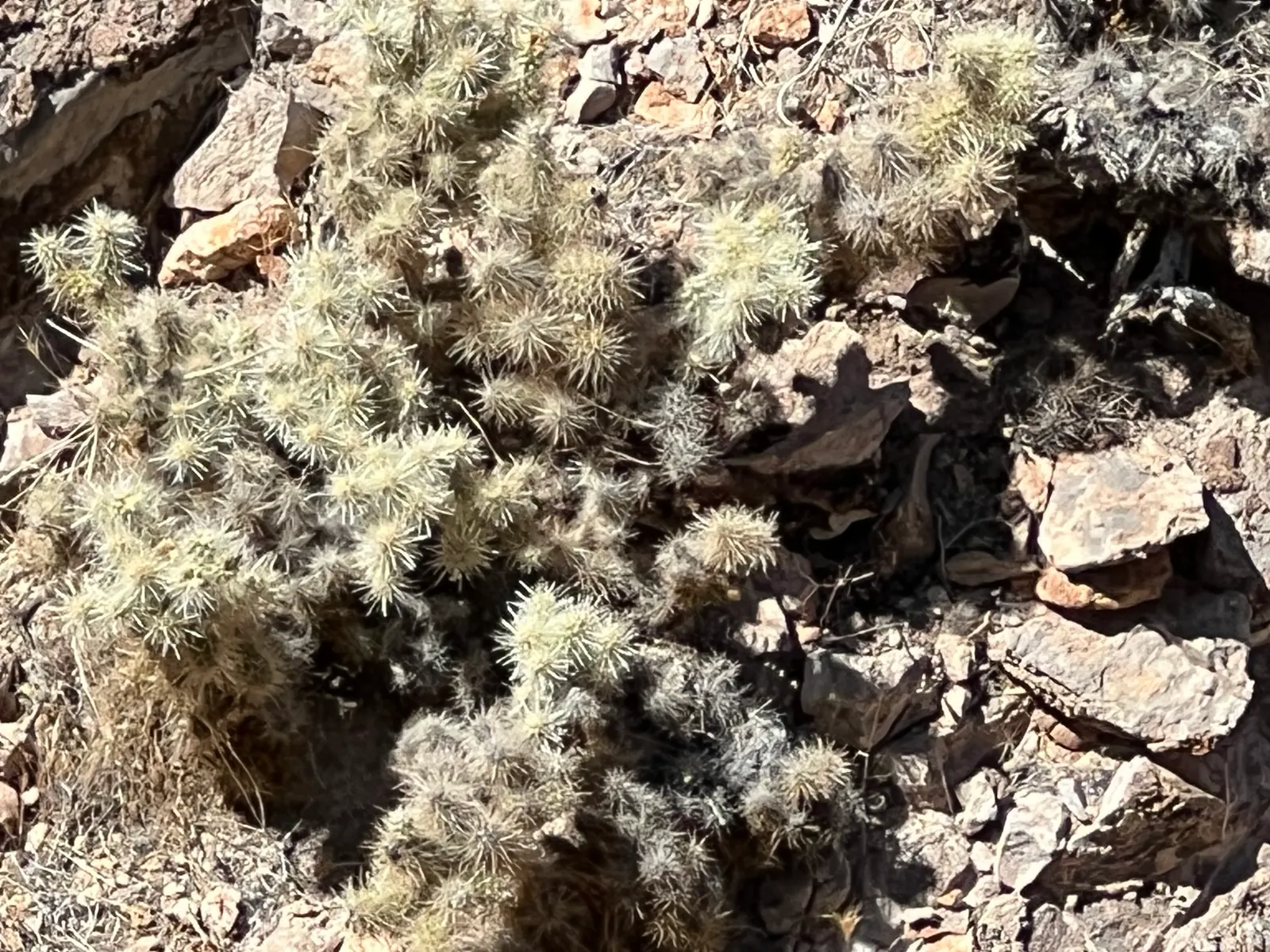Diamond Cholla (Cylindropuntia Ramosissima) — silvery appearance can create a shimmery effect in the bright desert sun