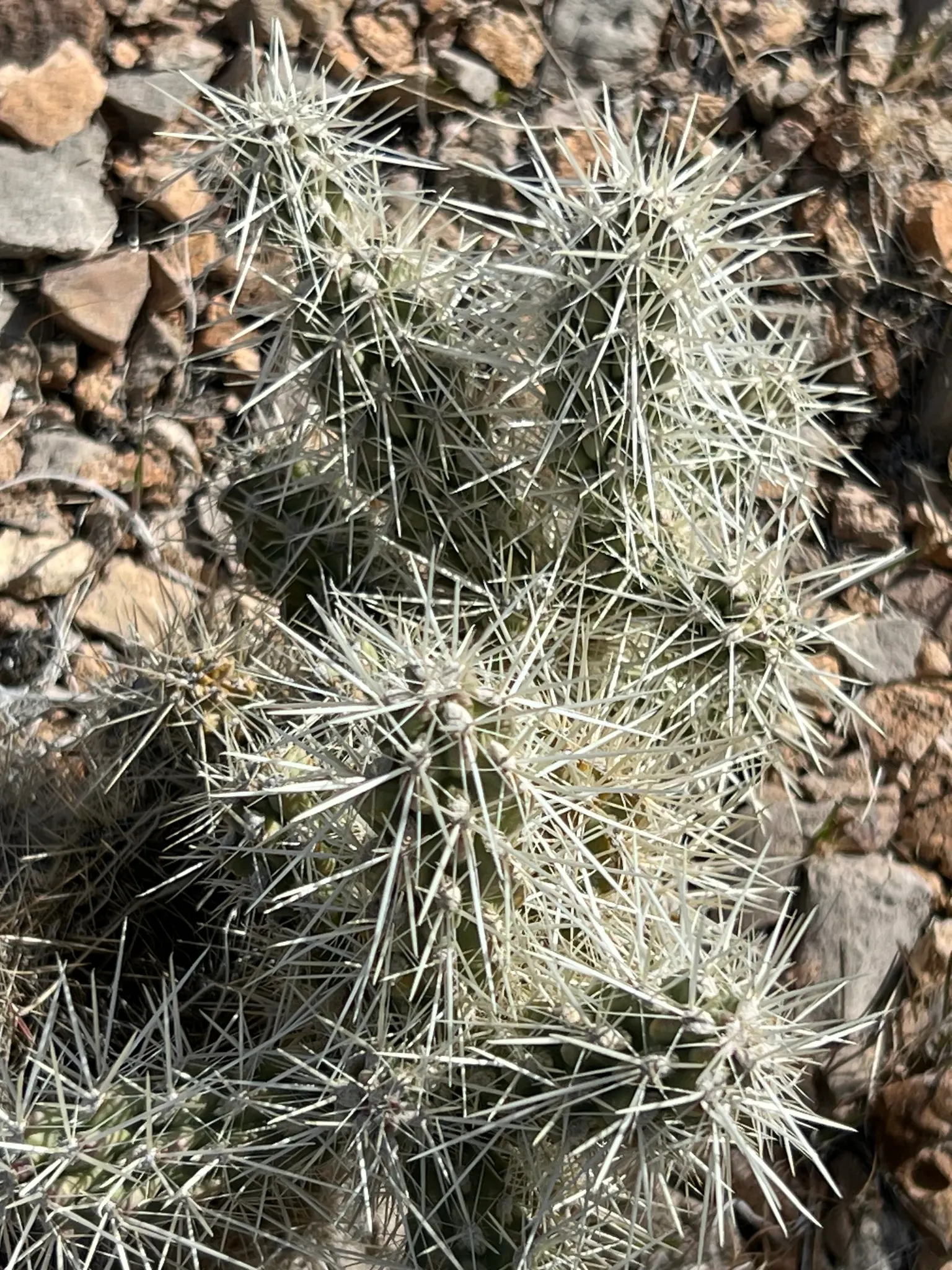 Diamond Cholla (Cylindropuntia Ramosissima) — Due to its spines, it should be situated away from high-traffic areas to prevent accidental contact