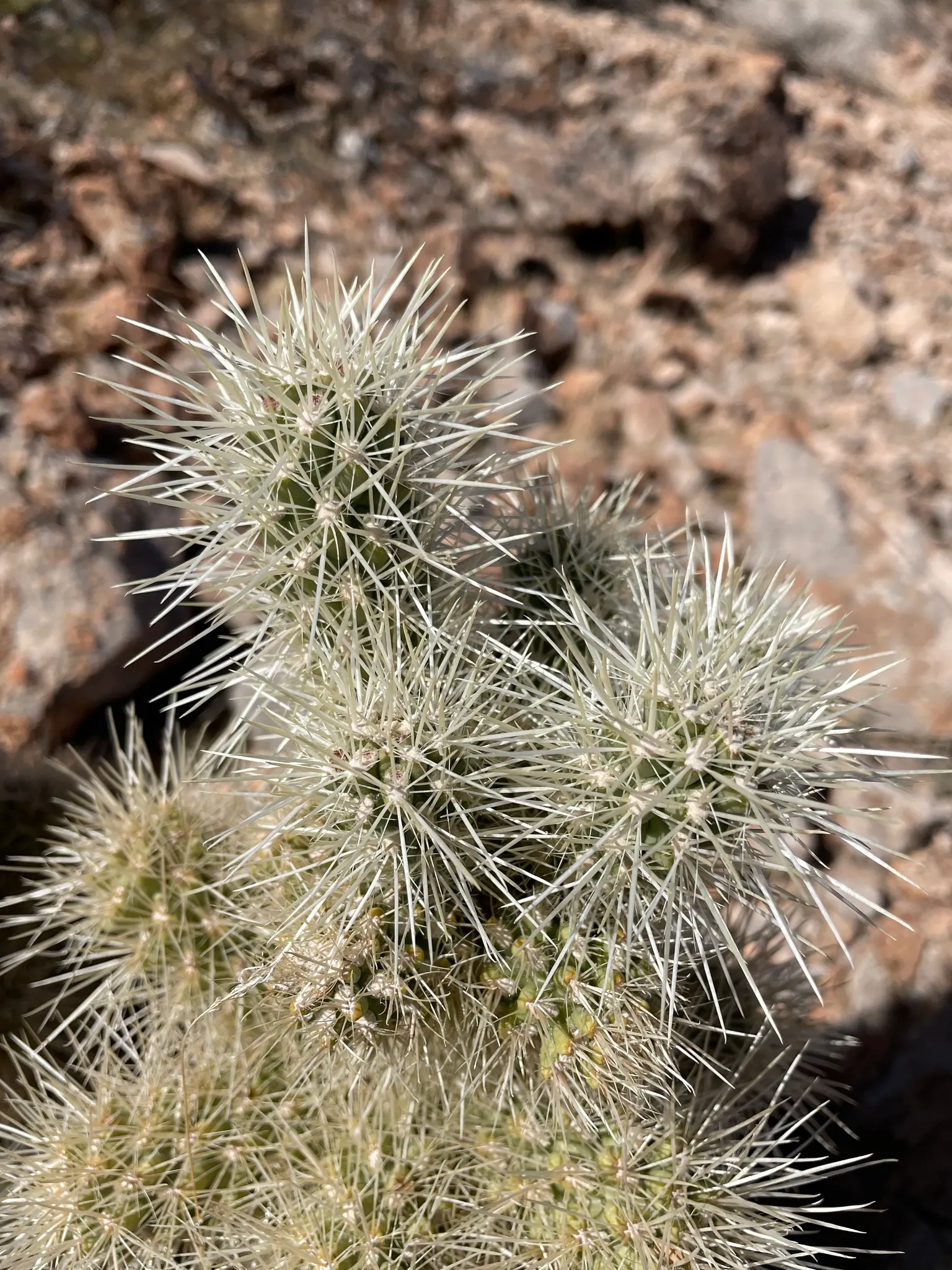 Diamond Cholla (Cylindropuntia Ramosissima) — The Diamond Cholla (Cylindropuntia ramosissima) dazzles with its diamond-shaped tubercles; preferring full sun
