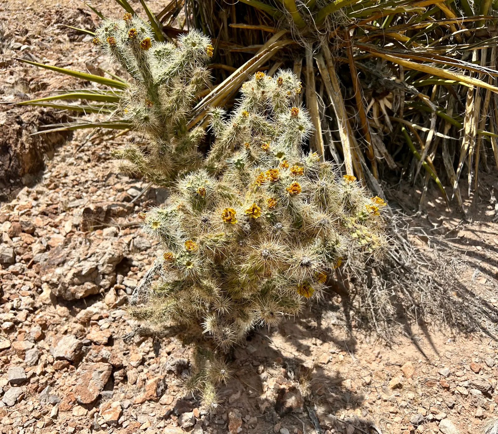 Diamond Cholla (Cylindropuntia Ramosissima) — cactus for full