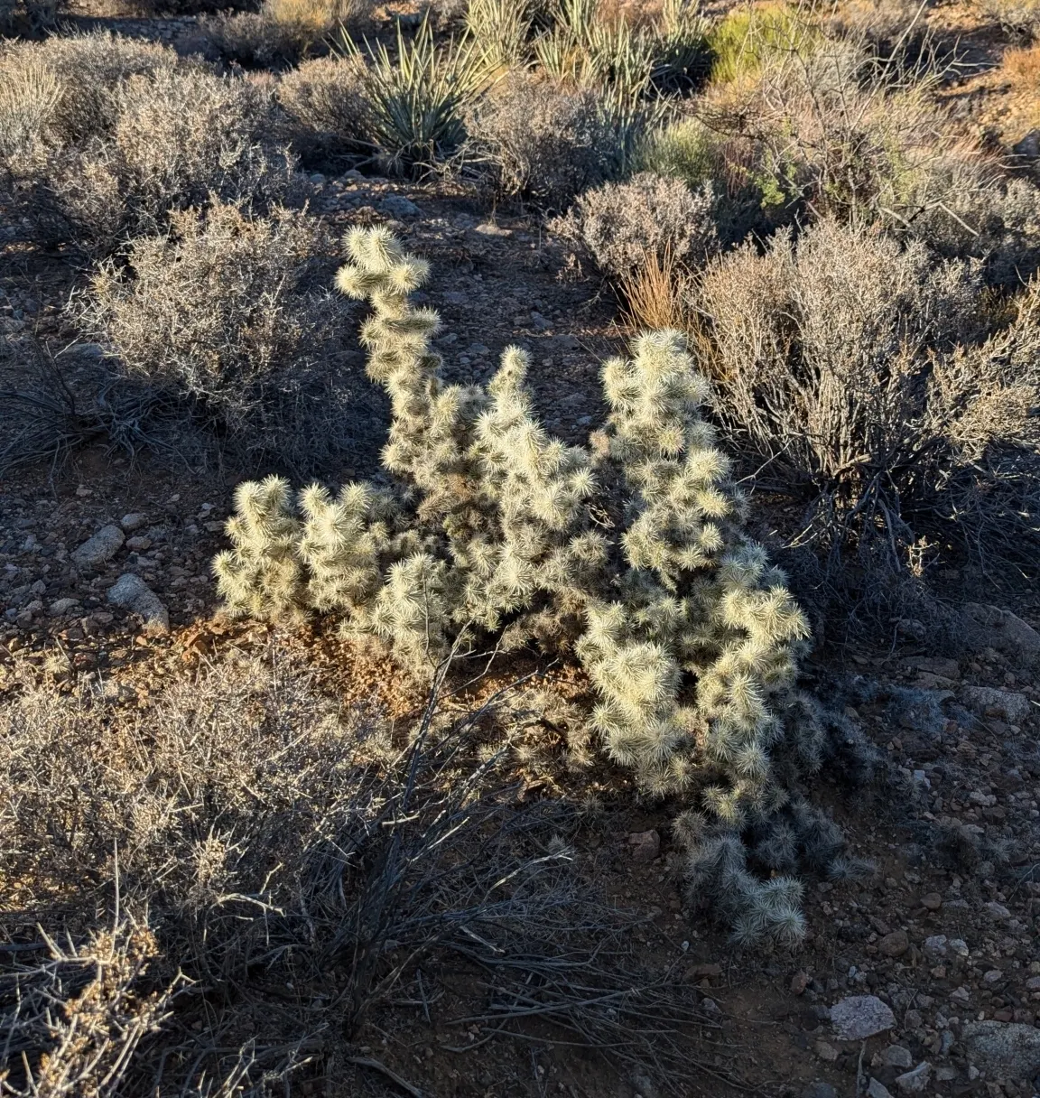 Diamond Cholla (Cylindropuntia Ramosissima) — Needle-like golden spines densely cover the slender, greenish-gray branches, giving a scintillating effect