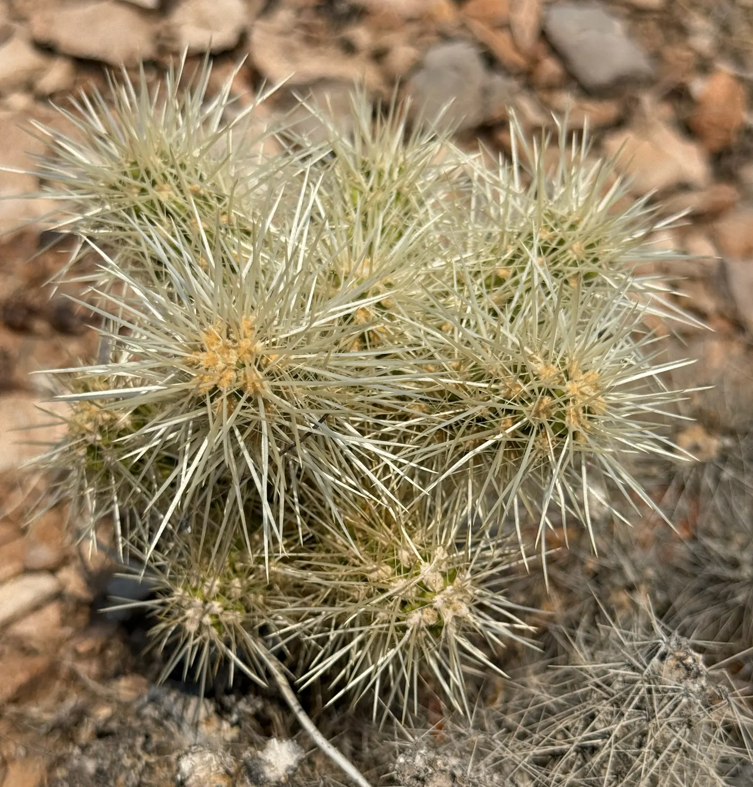 Diamond Cholla (Cylindropuntia Ramosissima) — creating additional visual interest.<br><br>When designing a landscape