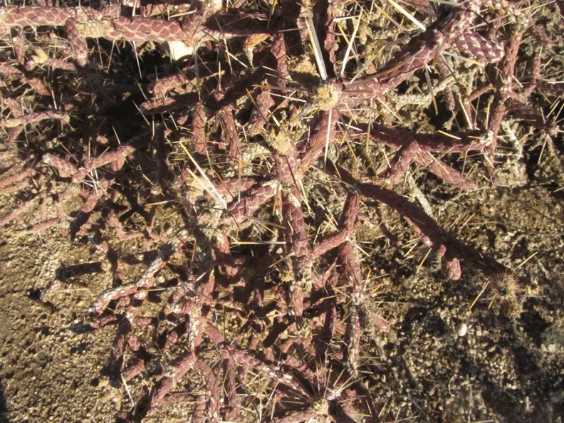 Diamond Cholla (Cylindropuntia Ramosissima) — this drought-tolerant plant adds an exotic texture and year-round interest to arid landscapes