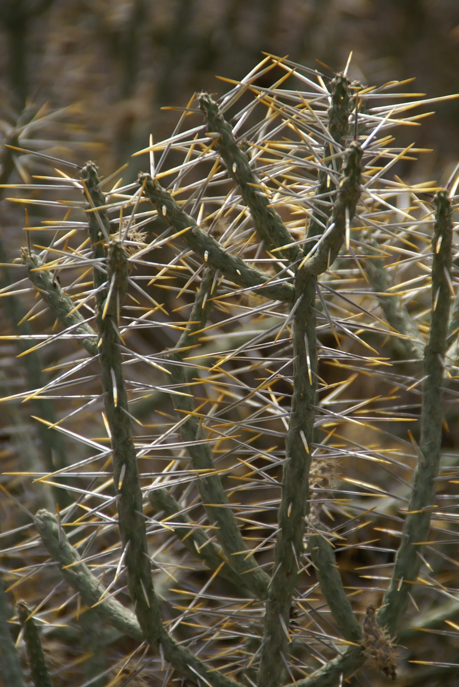 Diamond Cholla (Cylindropuntia Ramosissima) — is a unique and visually striking cactus native to the deserts of the American Southwest
