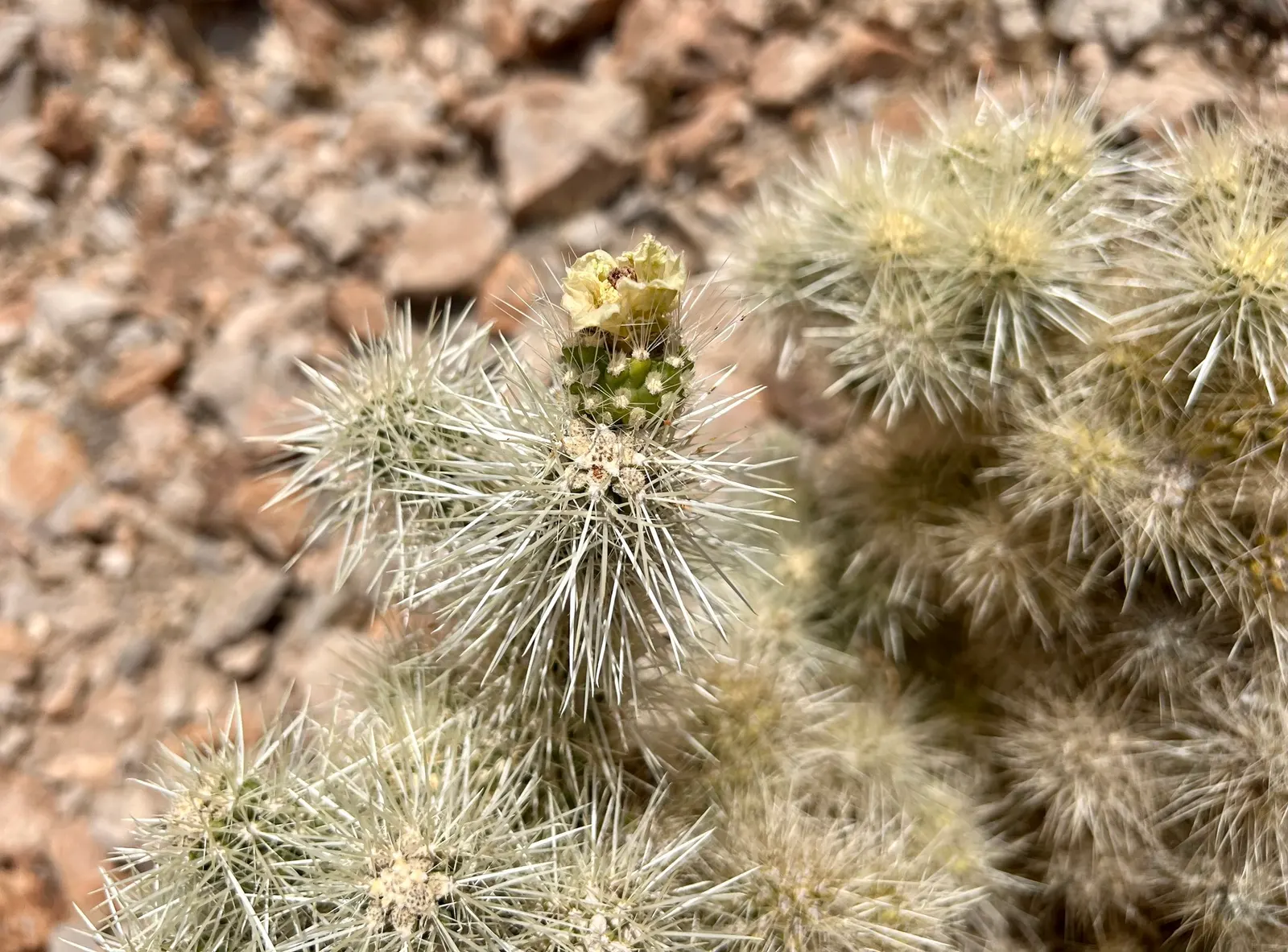 Diamond Cholla (Cylindropuntia Ramosissima) — cactus with orange and yellow blooms
