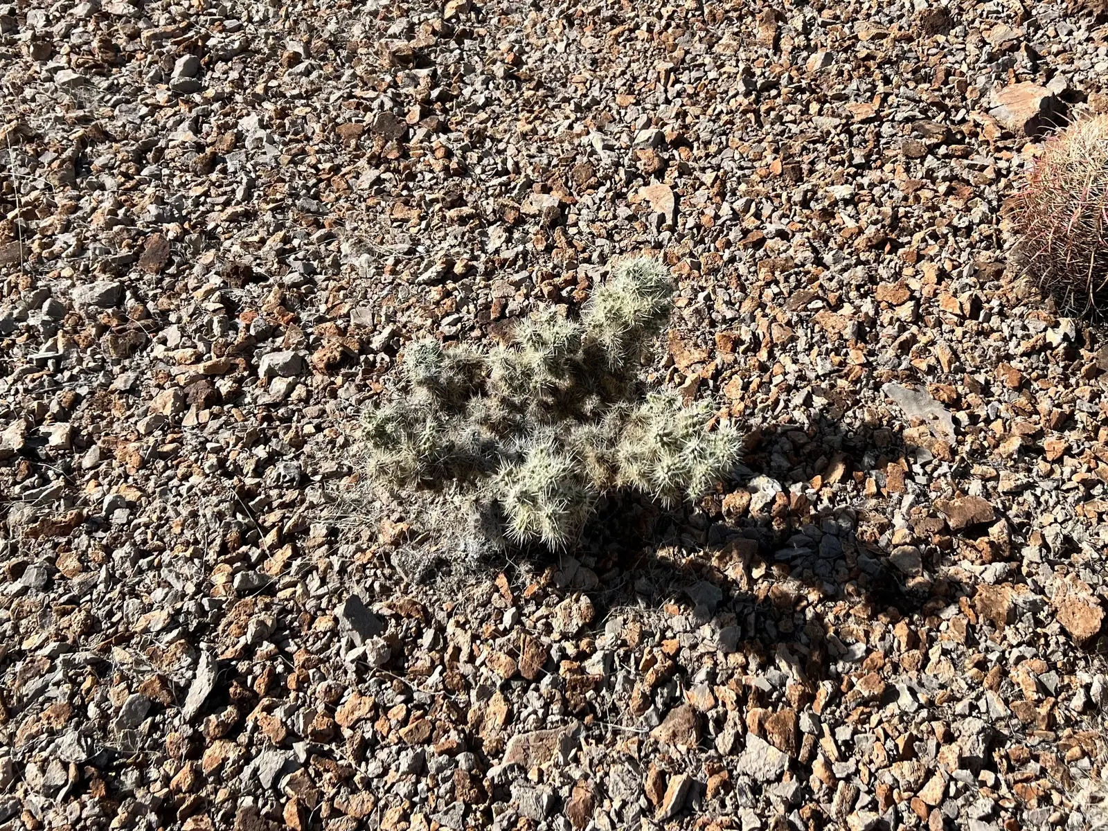 Diamond Cholla (Cylindropuntia Ramosissima) — Preferring full sun and well-draining soil; cactus for full