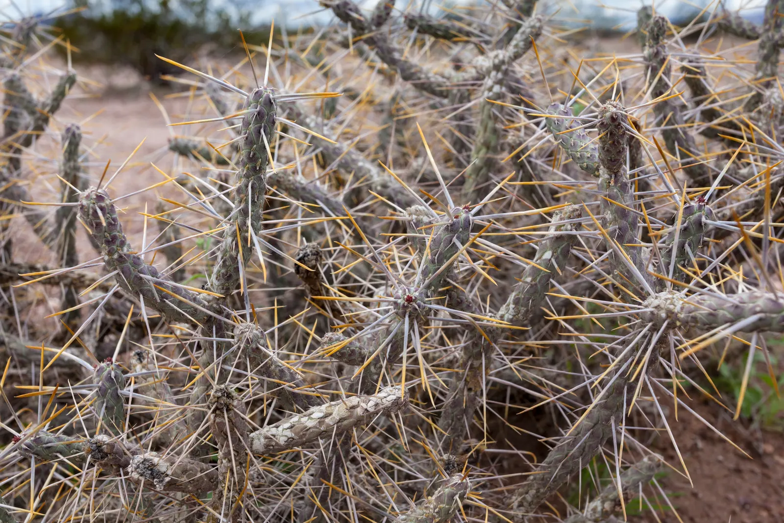 Diamond Cholla (Cylindropuntia Ramosissima) — which boast a remarkable geometric pattern