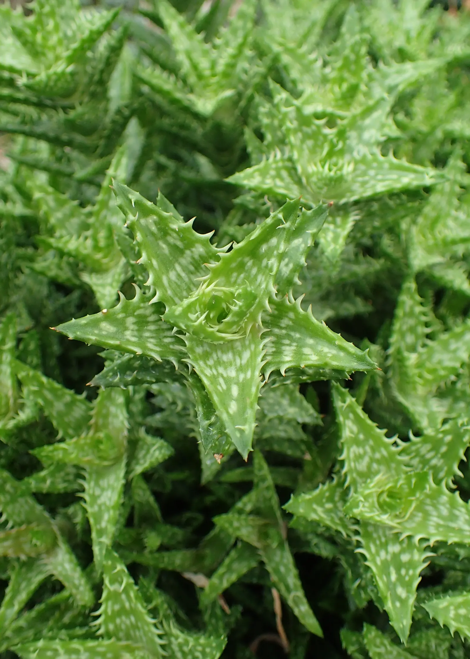 Tiger Aloe (Aloe Zebrina) — Preferring well-draining soils