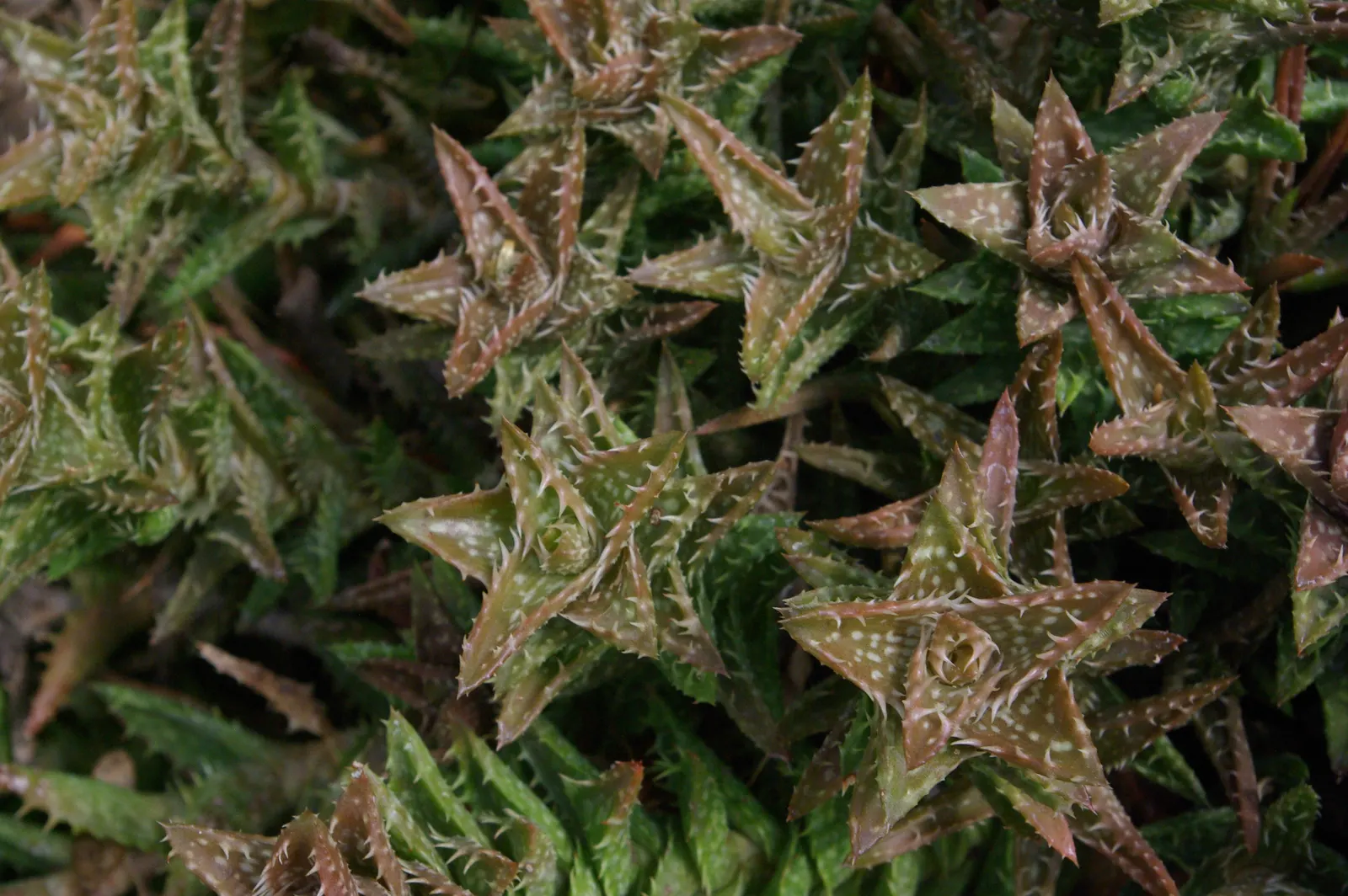 Tiger Aloe (Aloe Zebrina) — ensure that it's planted in well-draining soil