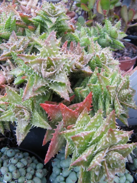 Tiger Aloe (Aloe Zebrina) — this distinctive plant is characterized by its striking